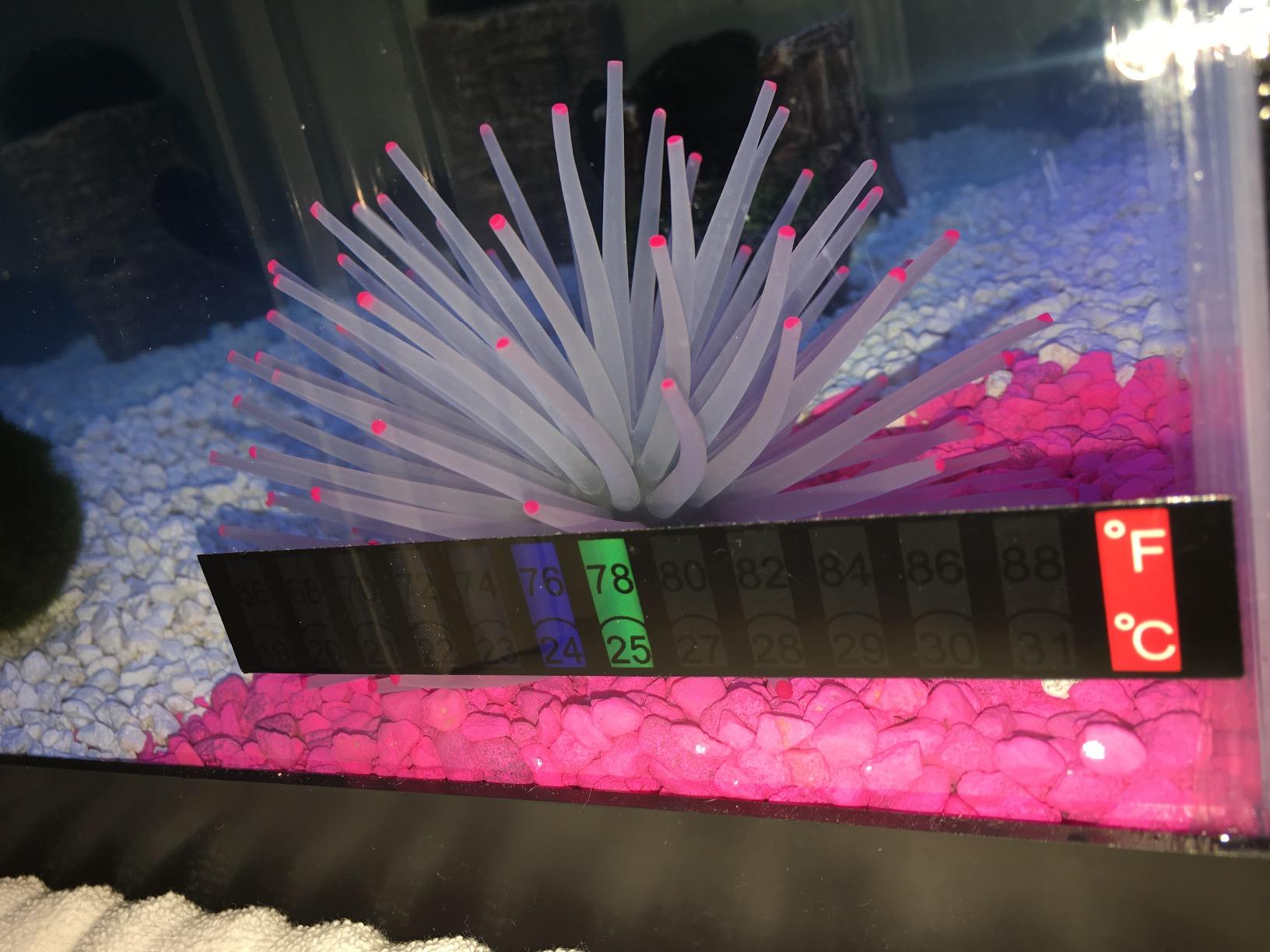 Tetra Aquarium, 20 Gallon, Complete Tropical Fish Tank Kit With LED Lighting And Decor For Freshwater Fish customer photo 2