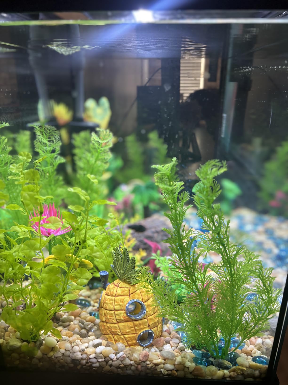 Marina 20 Gallon LED Aquarium Kit - Complete Fish Tank Setup with Filter, Lighting & Accessories customer photo 2