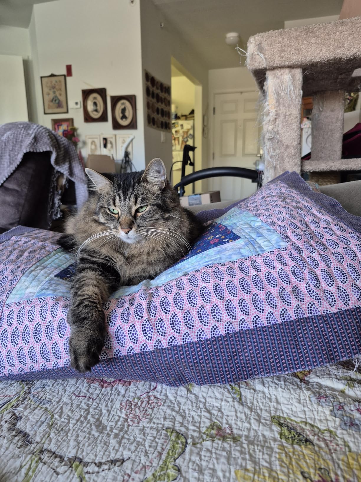 Pawkin Cat Litter Mat, Patented Design with Litter Lock Mesh, Extra Large, Durable, Easy to Clean, Soft, Fits Under Litter Box, Litter Free Floors, Gray customer photo 1
