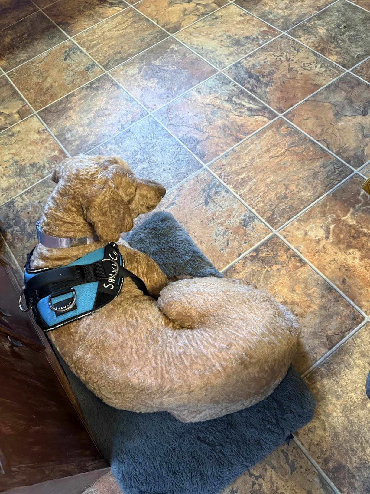 Leash Boss Dog Seat Belt Restraint - No-Chew Heavy Duty Car Seatbelt for Dogs, Coated Steel Rope for Safety, Adjustable Tether for Small, Medium & Large Pets, Durable Pet Safety Tether for Cars customer photo 1