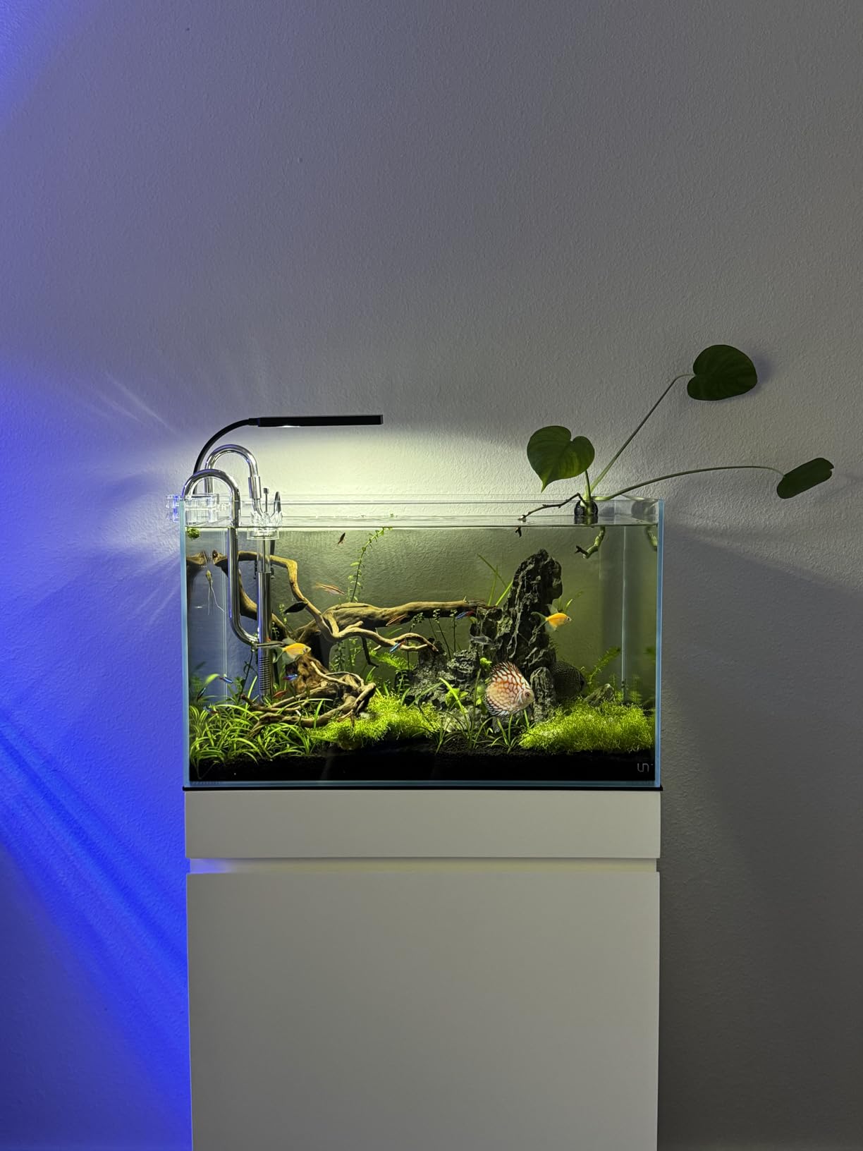 Ultum Nature Systems Ultra Clear Rimless Aquarium - Low Iron Glass Fish Tank with 45 Degree Mitered Edges, 3 Gallon (3N Nano) customer photo 1