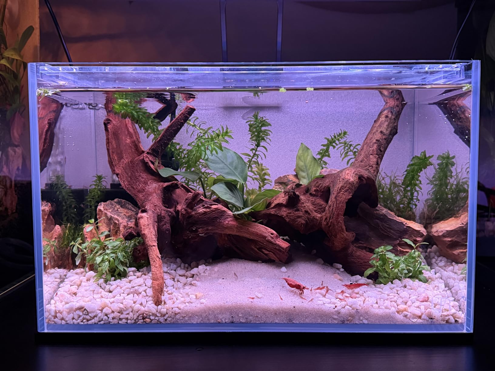 Ultum Nature Systems Ultra Clear Rimless Aquarium - Low Iron Glass Fish Tank with 45 Degree Mitered Edges, 3 Gallon (3N Nano) customer photo 2