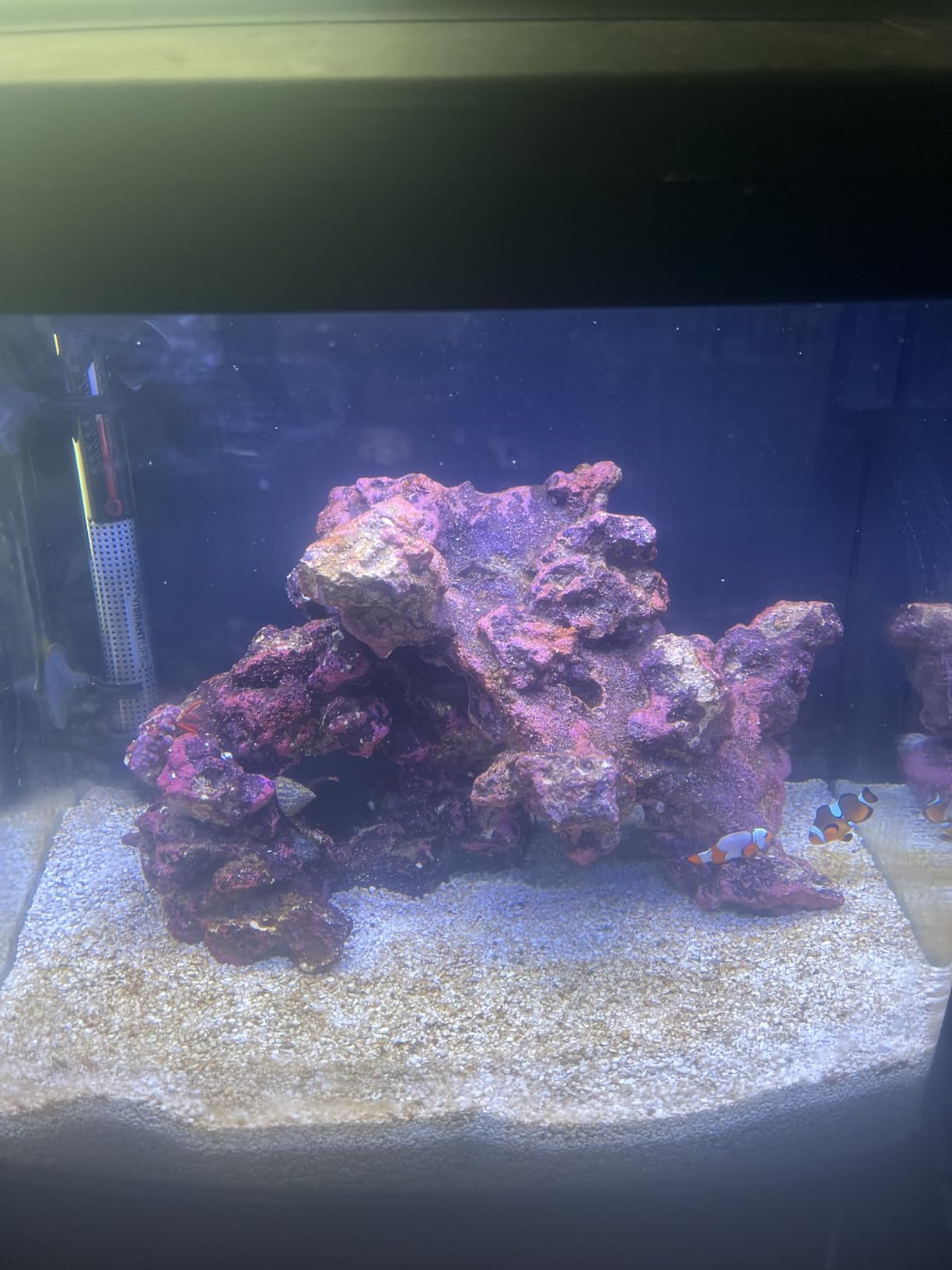 Coralife BioCube Aquarium Kit, Nano Tank with Customizable LED Lighting, for Saltwater and Freshwater, 16 Gallons customer photo 2