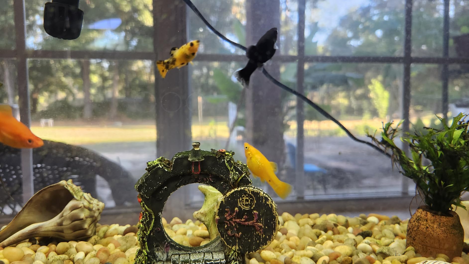 Luigi's Fish Tank Cleaner - Turtle Tank Accessories - Gravel Vacuum for Aquarium - Hand Siphon Hose to Remove and Change Water or Sand in Minutes - Aquarium Cleaning Tools customer photo 2