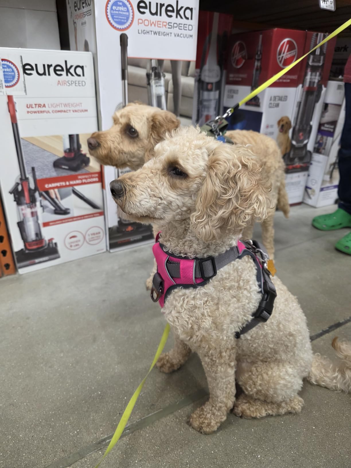 Embark Adventure XL Dog Harness No-Pull for Extra Large Dogs - Reflective, Military-Grade Nylon, Dual Leash Clips, Gel-Lined Handle, Soft & Padded customer photo 2