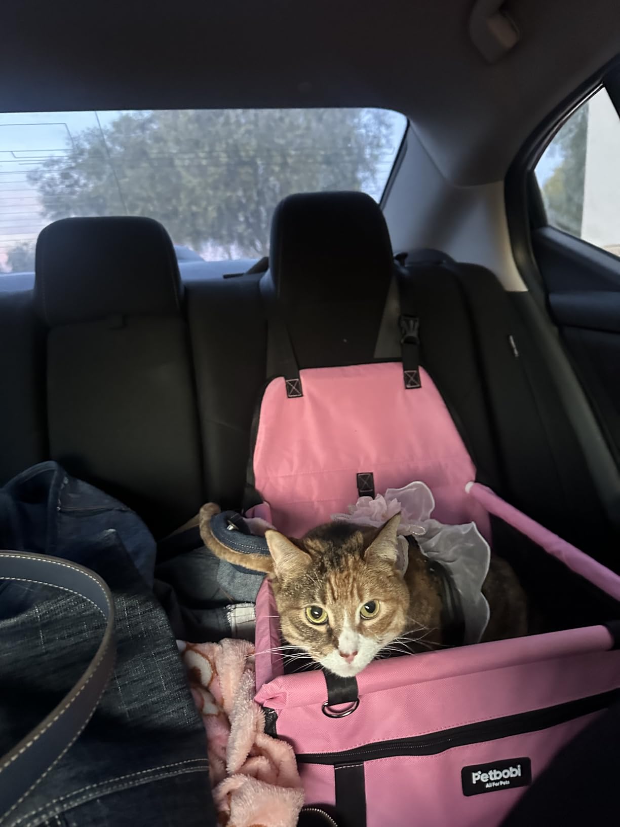 Petbobi Pet Reinforce Car Booster Seat for Dog Cat Portable and Breathable Bag with Seat Belt Dog Carrier Safety Stable for Travel Look Out customer photo 1