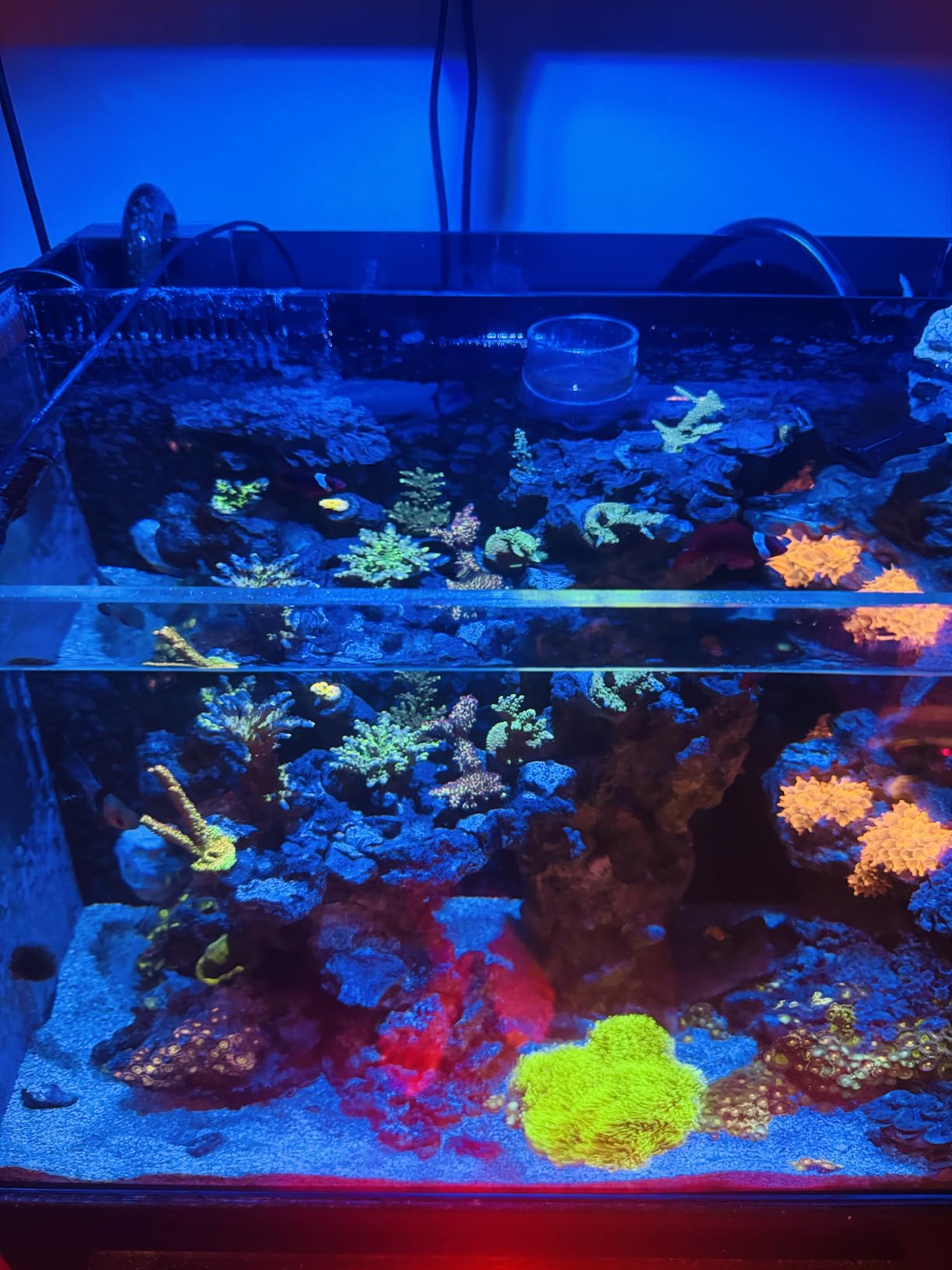 Seapora Nano Overflow Box, Black customer photo 1