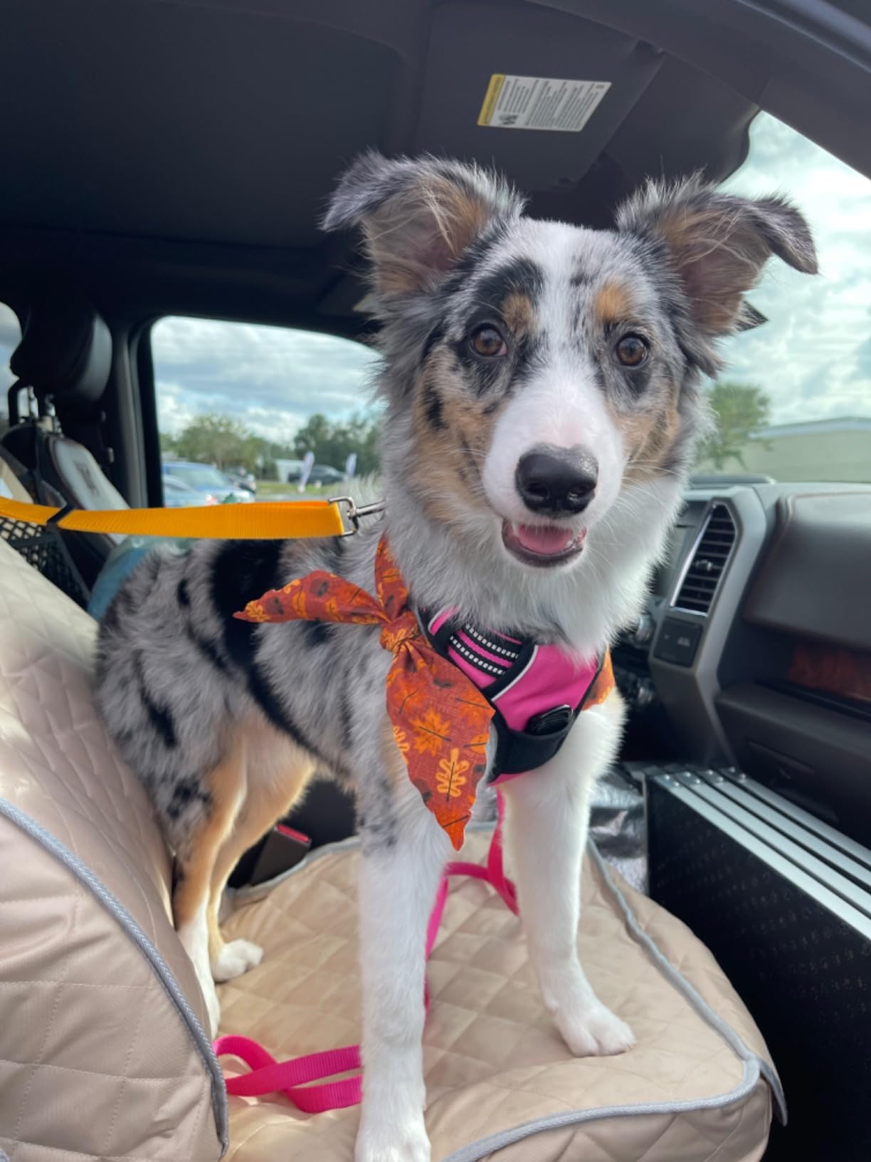 BWOGUE 2 Packs Dog Cat Safety Seat Belt Strap Car Headrest Restraint Adjustable Nylon Fabric Dog Restraints Vehicle Seatbelts Harness customer photo 2