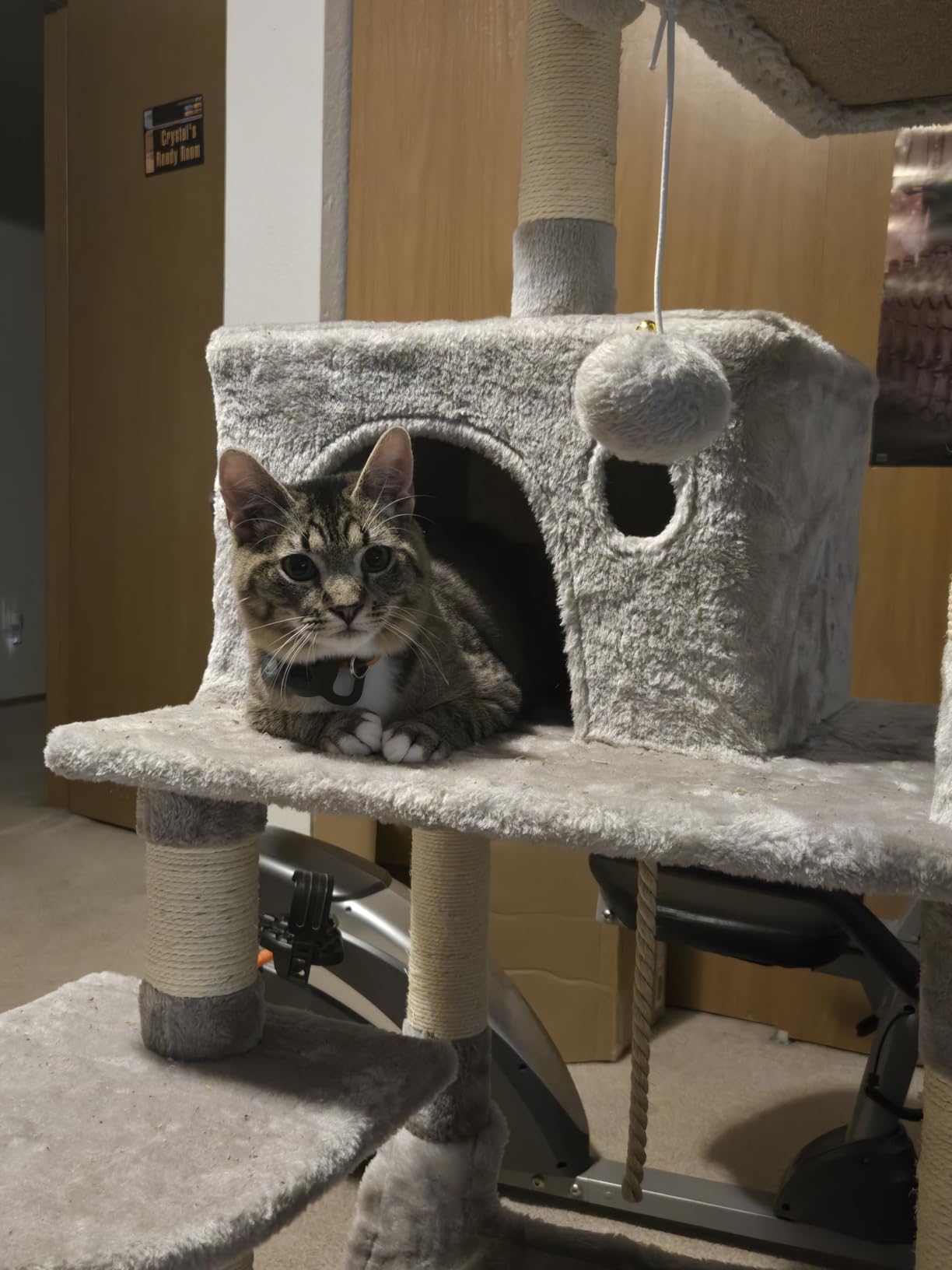Feandrea Cat Tree, 56.3-Inch Cat Tower, Multi-Level Plush Condo with 11 Scratching Posts, 2 Perches, Hammock, Cave, Light Gray UPCT15W customer photo 1