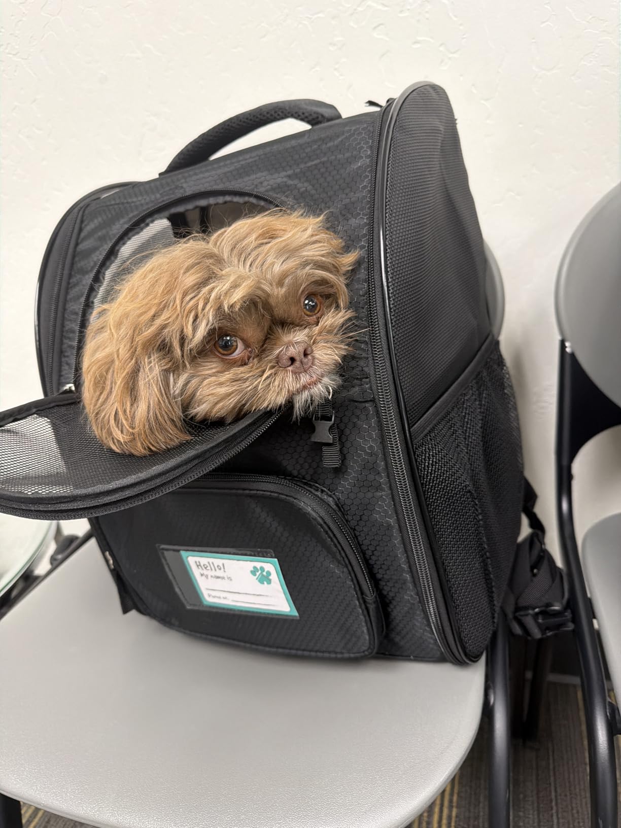 PetAmi Dog Backpack Carrier for Small Large Cat, Pet, Puppy, Ventilated Pet Hiking Backpack Travel Bag, Airline Approved Cat Backpack Carrier, Camping Biking Dog Bag Up to 18lbs customer photo 2