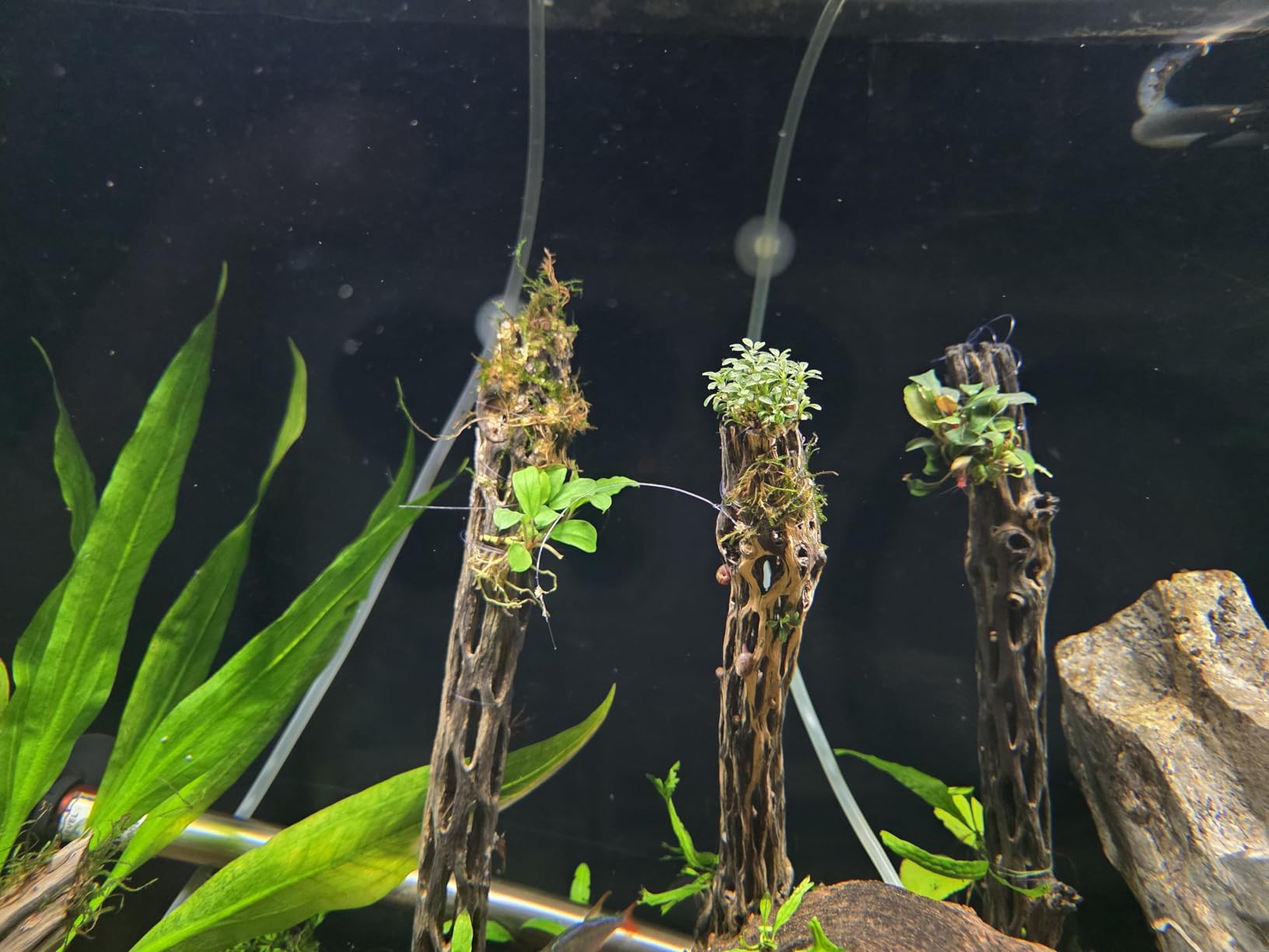 Awesome Aquatic Natural Cholla/Choya Wood 3 Pieces 6