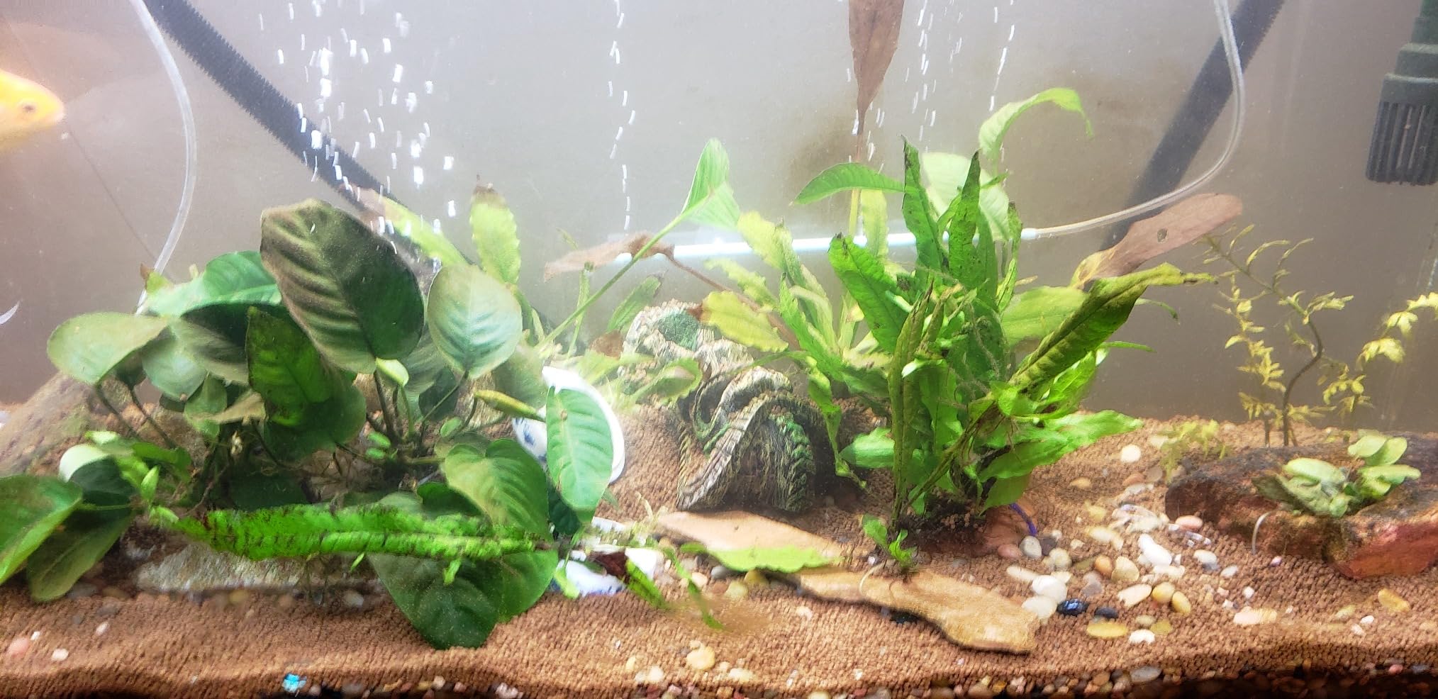 Ultum Nature Systems Controsoil - Freshwater Aqua Soil Substrate for Fish, Shrimp, Live Plant Propagation and Aquascaping - 6.8pH Low Ammonia, Volcanic Ash - Black, Fine (3 Liter) customer photo 1