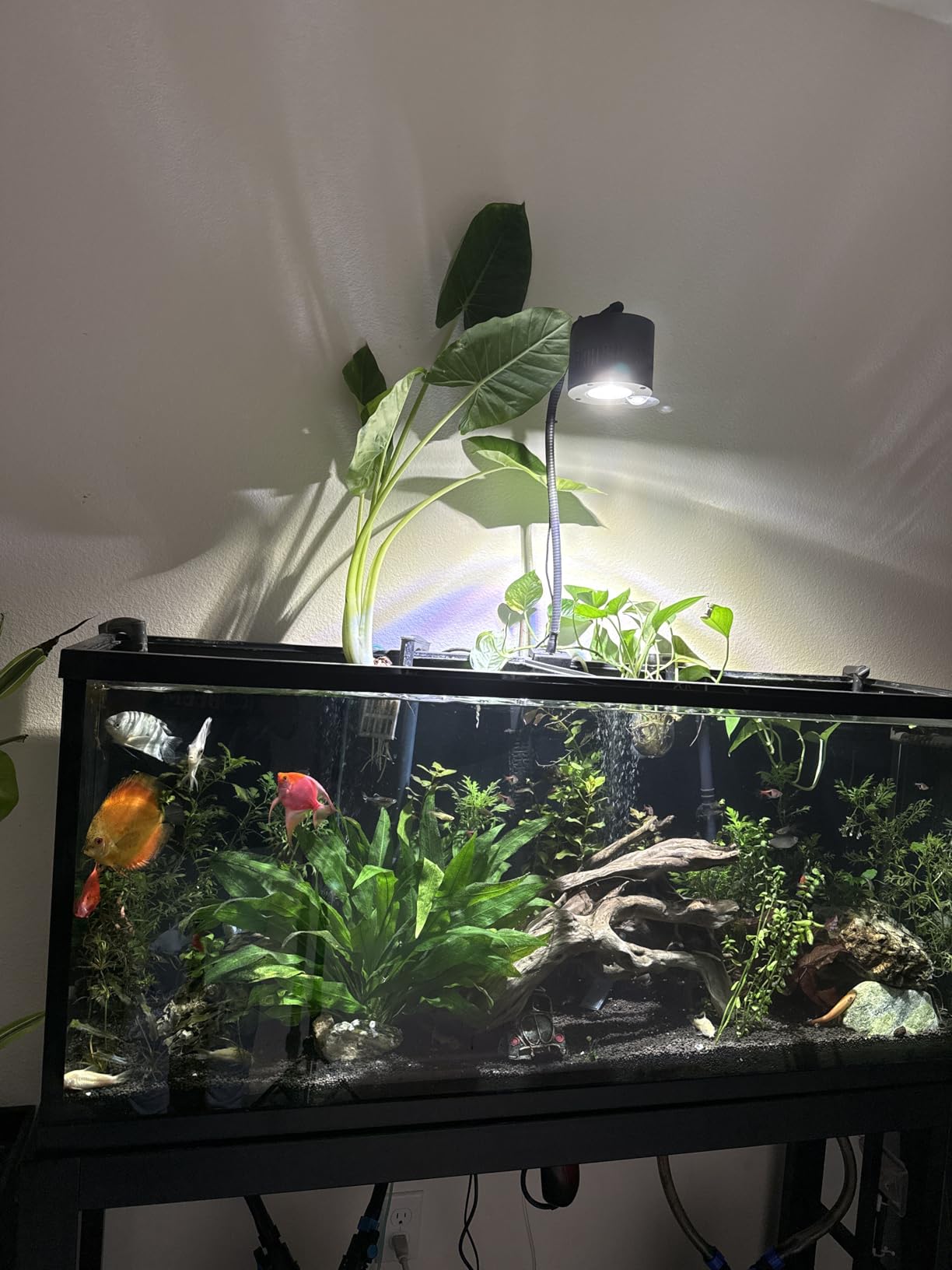 Ultum Nature Systems Controsoil - Freshwater Aqua Soil Substrate for Fish, Shrimp, Live Plant Propagation and Aquascaping - 6.8pH Low Ammonia, Volcanic Ash - Black, Fine (3 Liter) customer photo 2