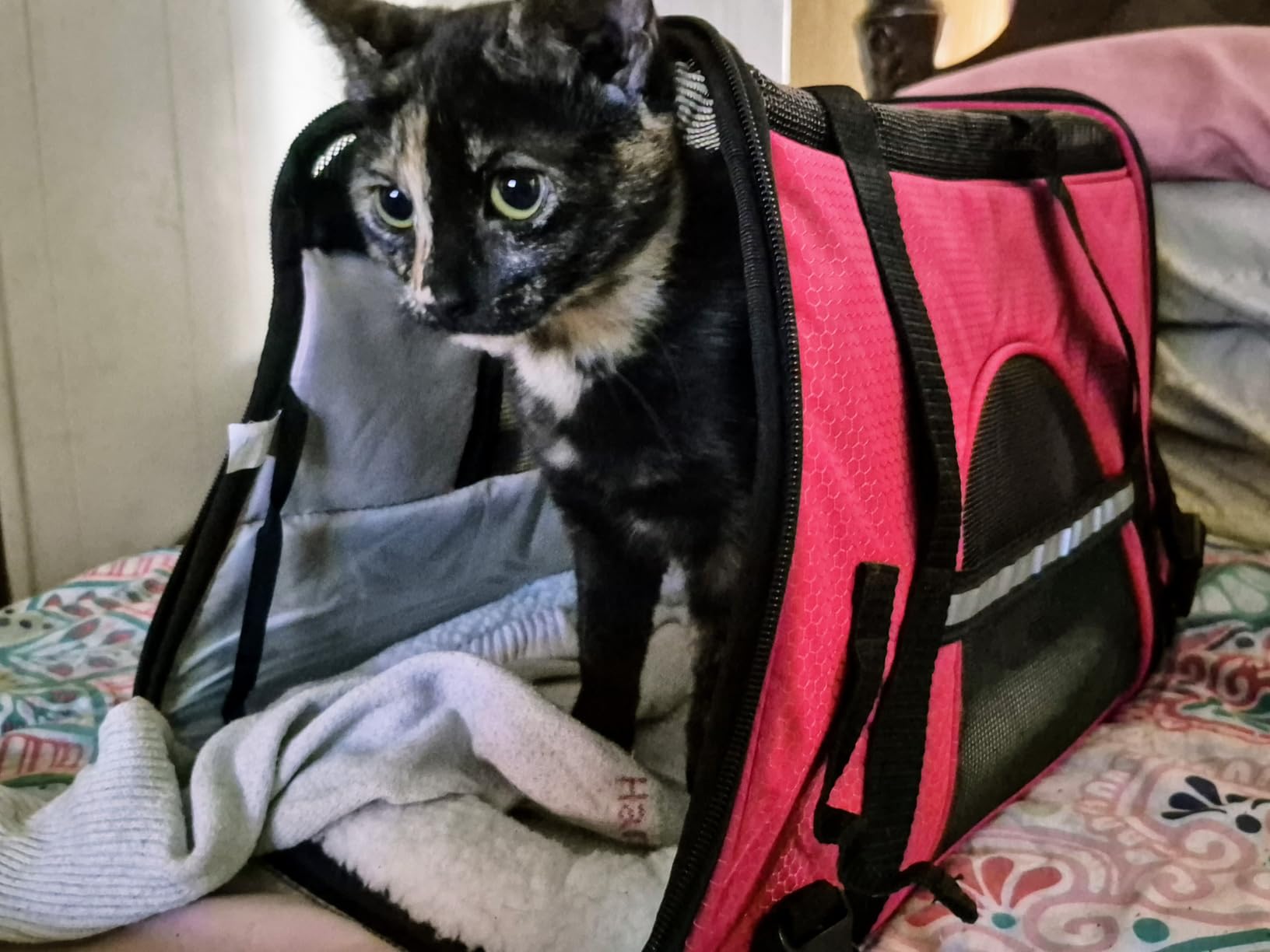 PetAmi Airline Approved Pet Carrier for Cats & Small Dogs, Soft Sided TSA Travel Carrier Bag with Sherpa Bed, Breathable Mesh Ventilation, Collapsible Bowl, Up to 18 lbs, Small Heather Taupe customer photo 1