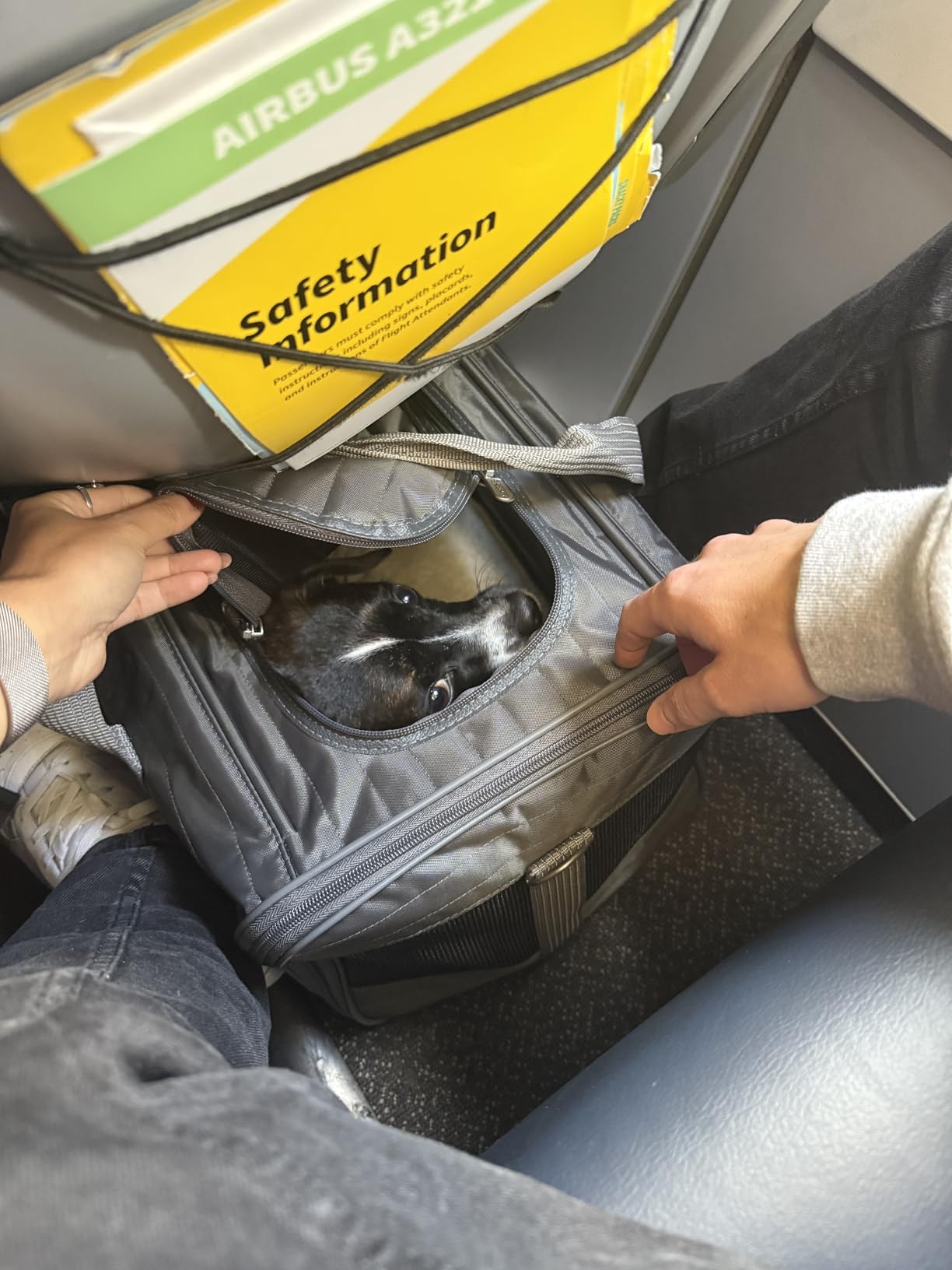 Sherpa Original Deluxe Travel Pet Carrier, Airline Approved & Guaranteed On Board - Charcoal Gray, Medium customer photo 2