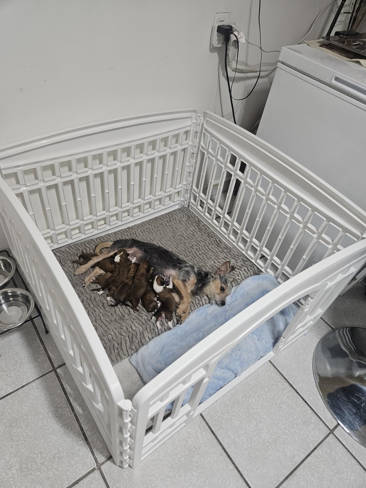 IRIS USA Dog Playpen with Door, 24 Inch 4 Panel Pet Exercise Pen - Indoor Outdoor Puppy Play Pen, Portable Plastic Pet Fence for Small Medium Dogs, Foldable 35 x 35 x 24, White customer photo 2