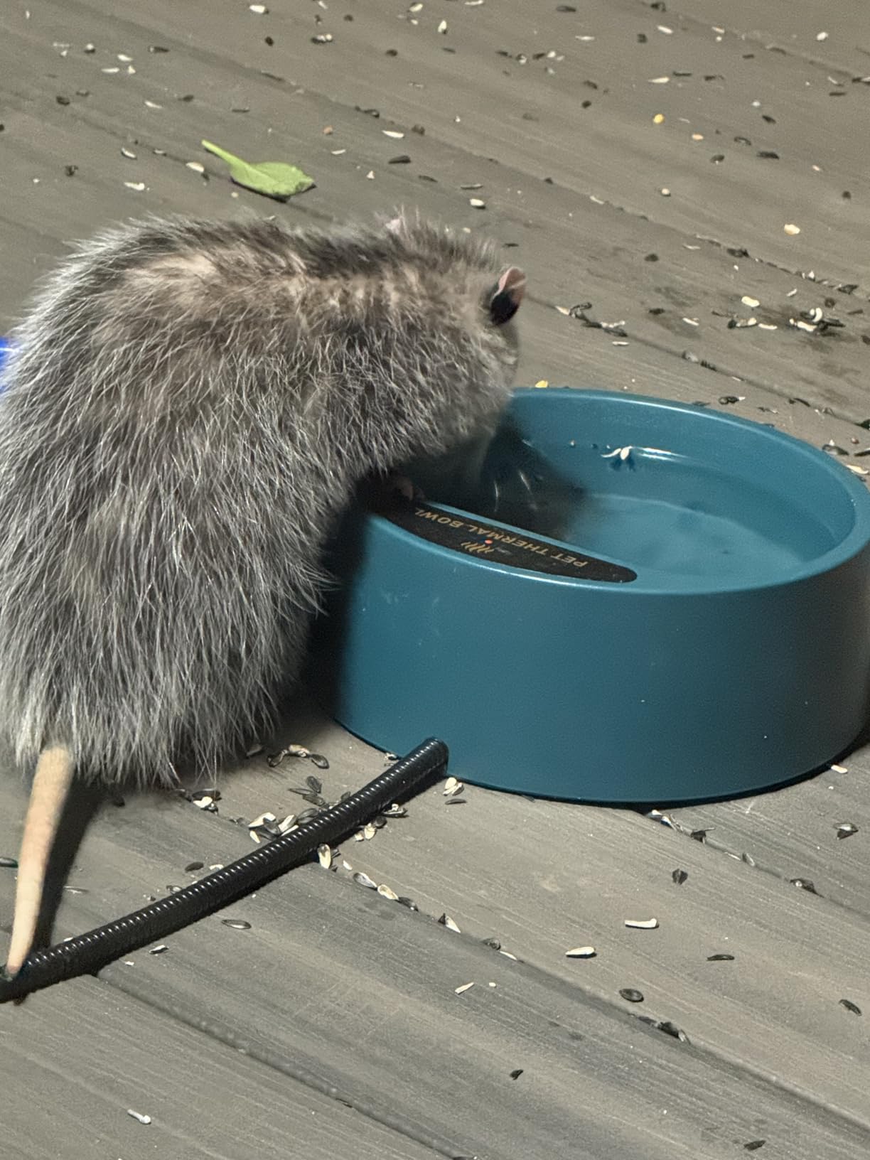 Heated Water Bowl for Dogs, Heated Dog Bowl for Cats Birds Chickens Water Heater, Outdoor Pet Heating Dish Provides Drinkable Water in Frozon Winter, 2.2L customer photo 1