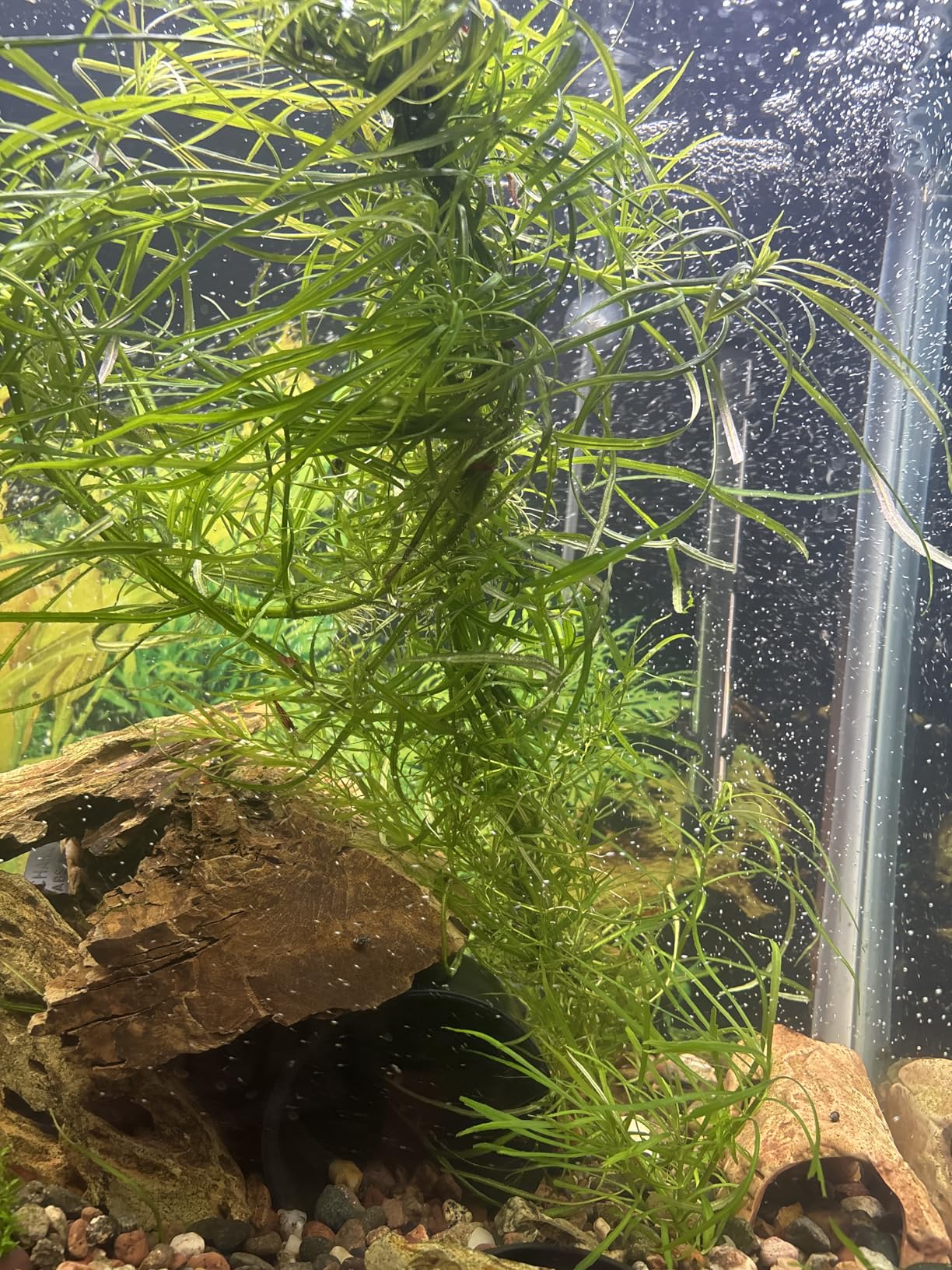 Aqueon Plant and Shrimp Aquarium Substrate, Aqua Soil for Fish Tanks, 5 Pounds customer photo 2