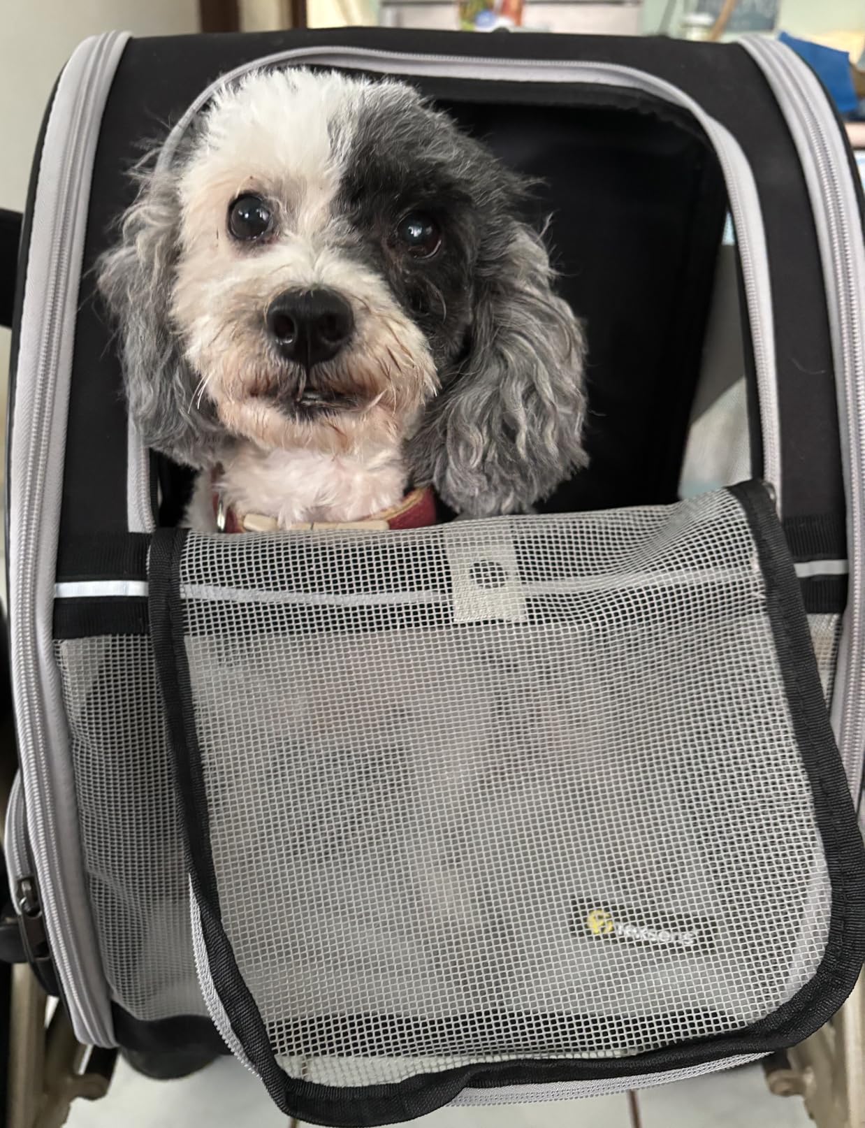 Texsens Innovative Traveler Bubble Backpack Pet Carriers for Cats and Dogs (Black) customer photo 2