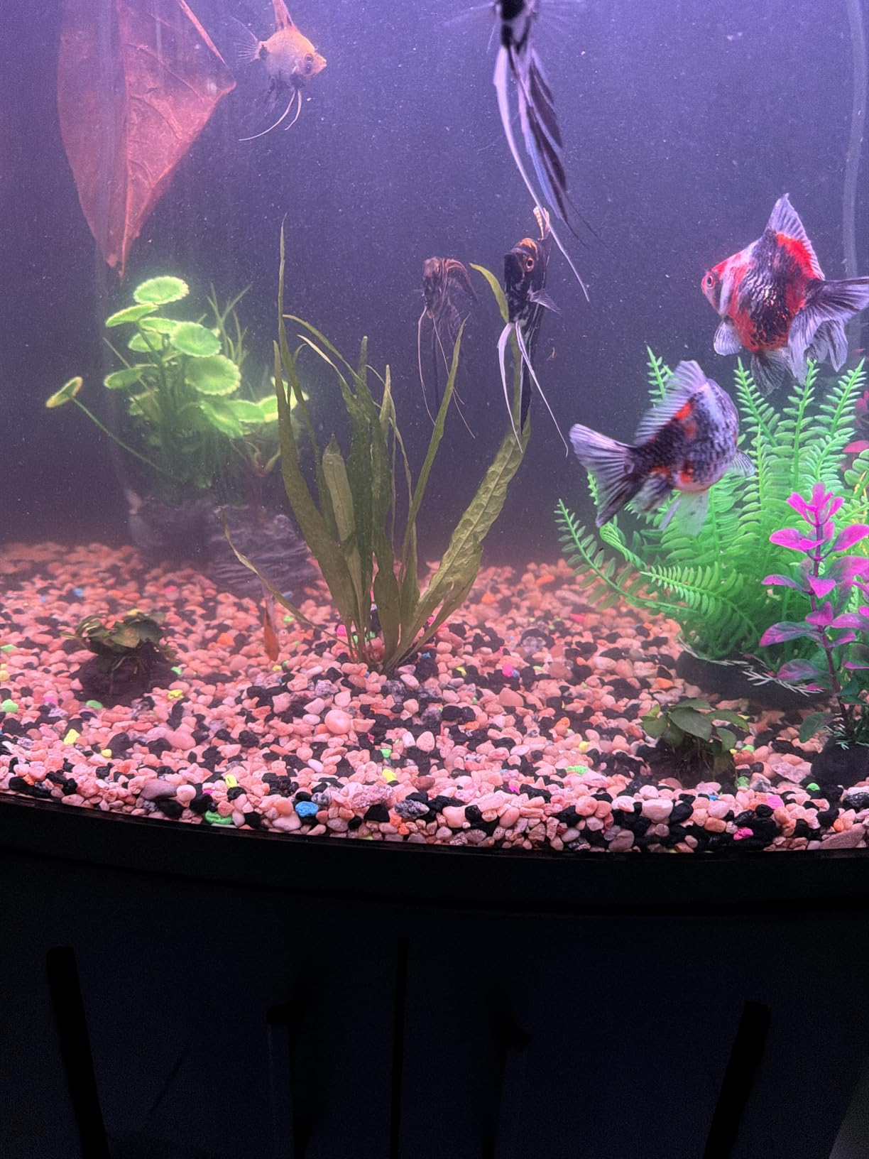 Java Fern Bare Root | Microsorum Pteropus - Low Light Freshwater Aquarium Plant - 1,000,000+ Plants Sold - AquaLeaf Aquatics customer photo 1