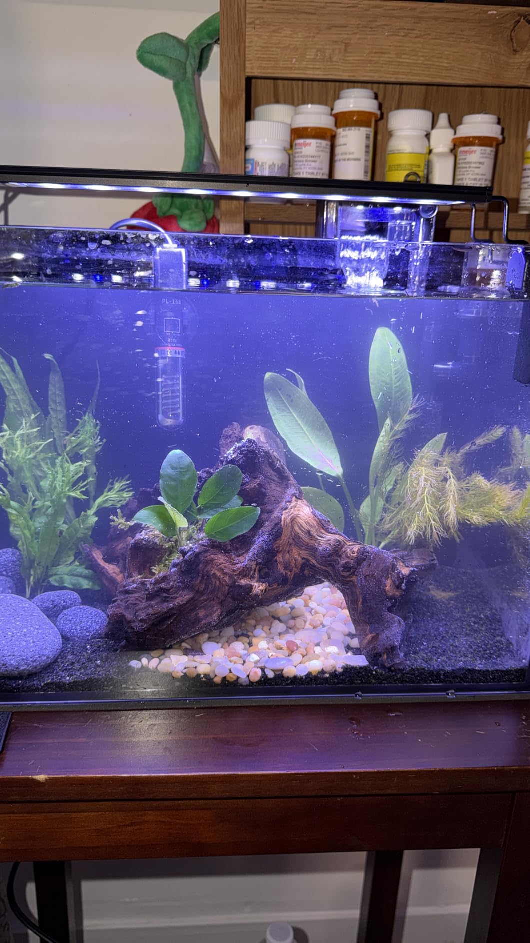 Java Fern Bare Root | Microsorum Pteropus - Low Light Freshwater Aquarium Plant - 1,000,000+ Plants Sold - AquaLeaf Aquatics customer photo 2