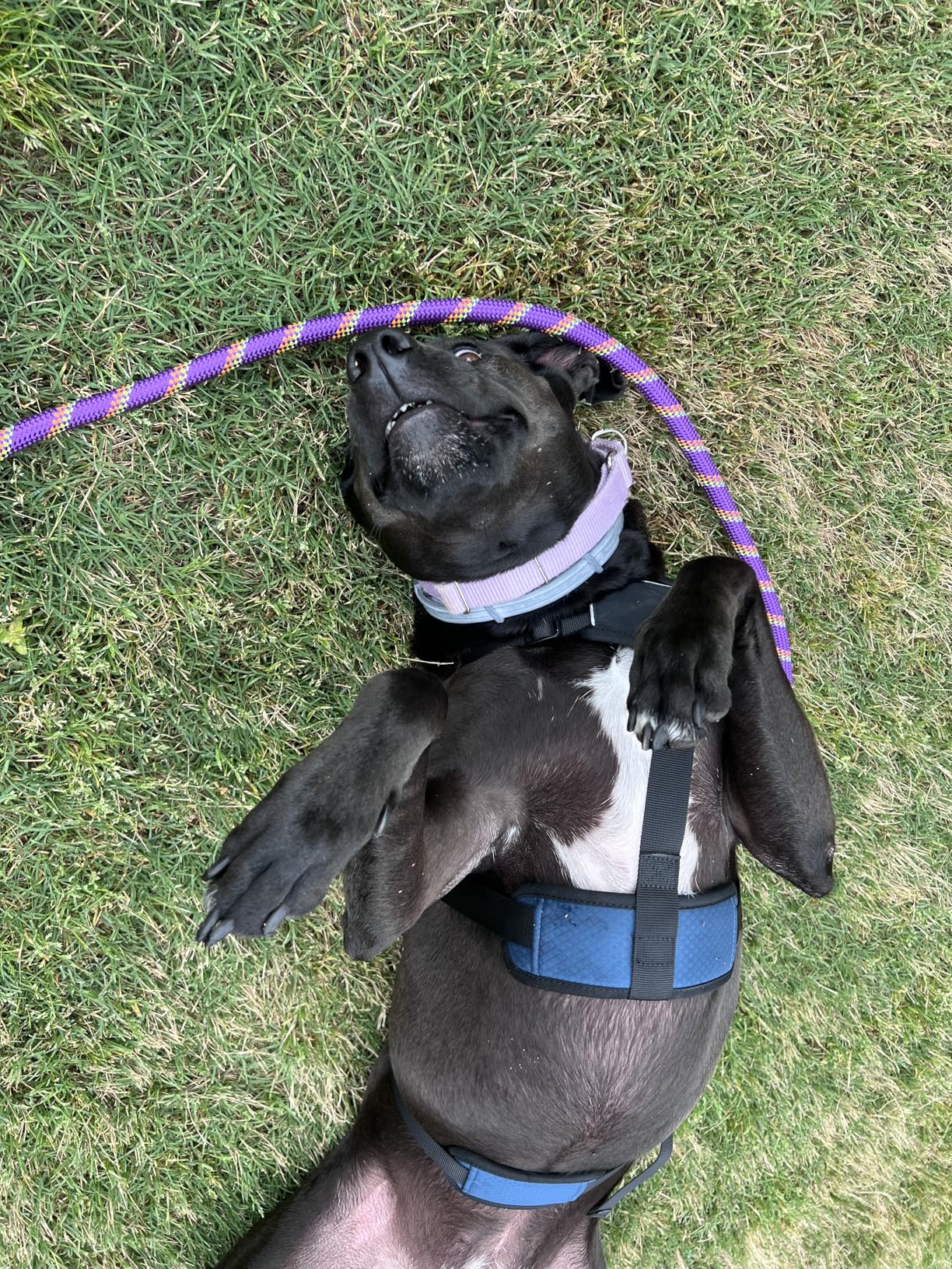 rabbitgoo Escape Proof Dog Harness, Soft Padded Full Body Pet Harness, Reflective Adjustable No Pull Vest with Lift Handle and Leash Clip for Large Dogs Walking Hiking Training, L, Black customer photo 2