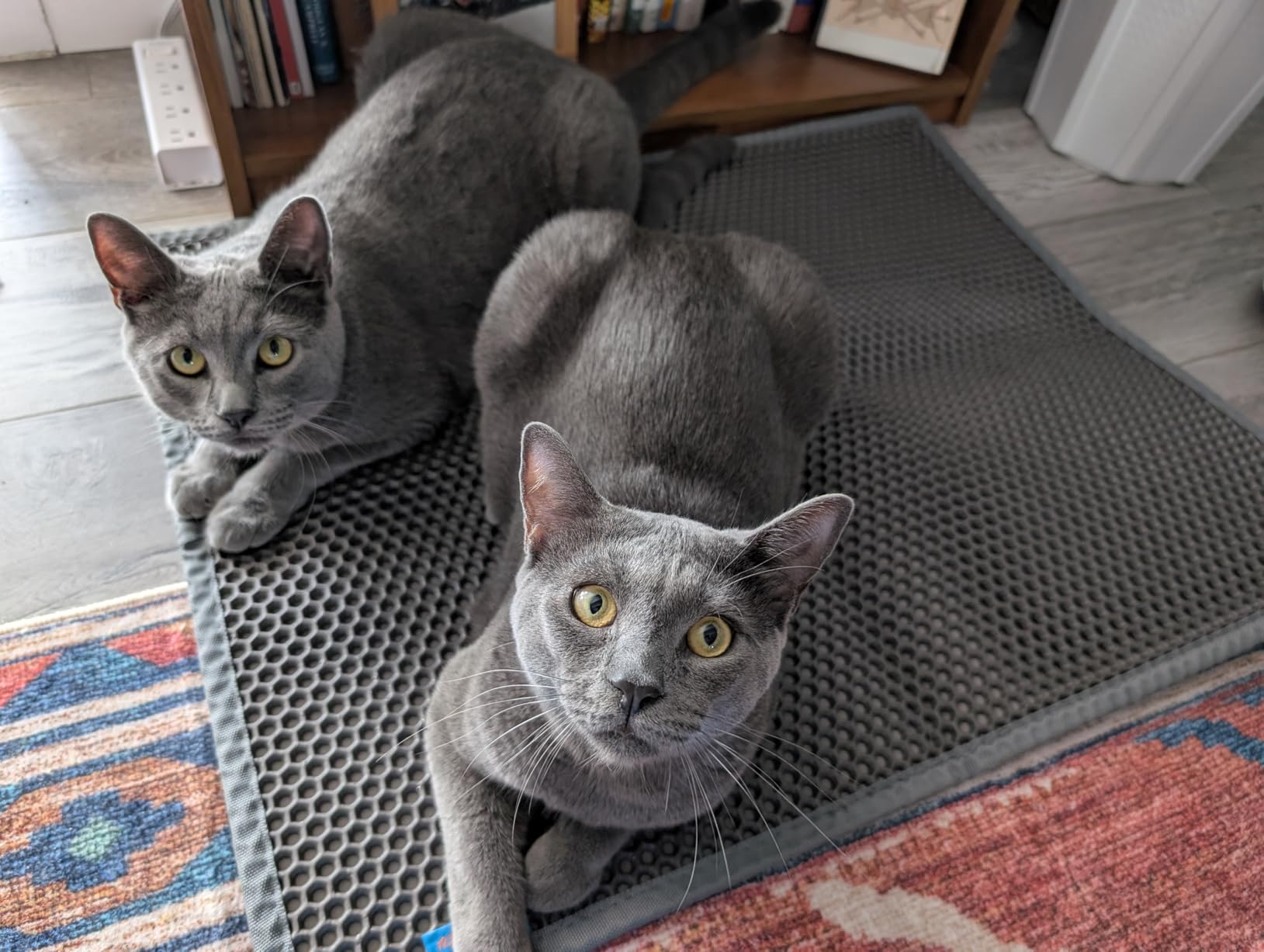 Pieviev Cat Litter Mat Double Layer Waterproof Urine Proof Trapping Mat, 24x15 Inch, Gray customer photo 1