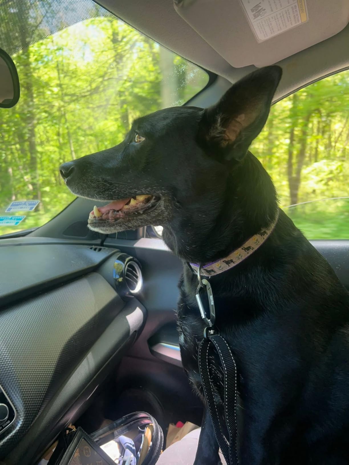 Mighty Paw Dog Seat Belt for Car - Safe Distraction Free Driving, Heavy-Duty Design with Aviation Grade Aluminum Carabiner, Adjustable Dog Seatbelt Harness for Small, Medium and Large Pets customer photo 1