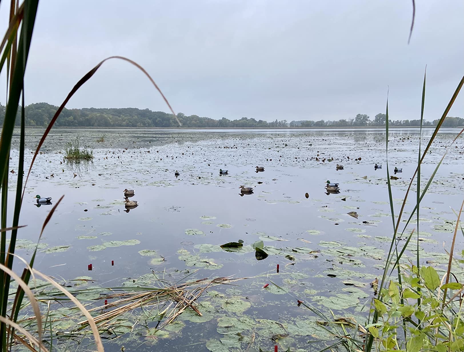 Flambeau Outdoors Duck Decoy - Masters Series Mallard Decoys Classic Floaters (6-Pack or 12-Pack) customer photo 1