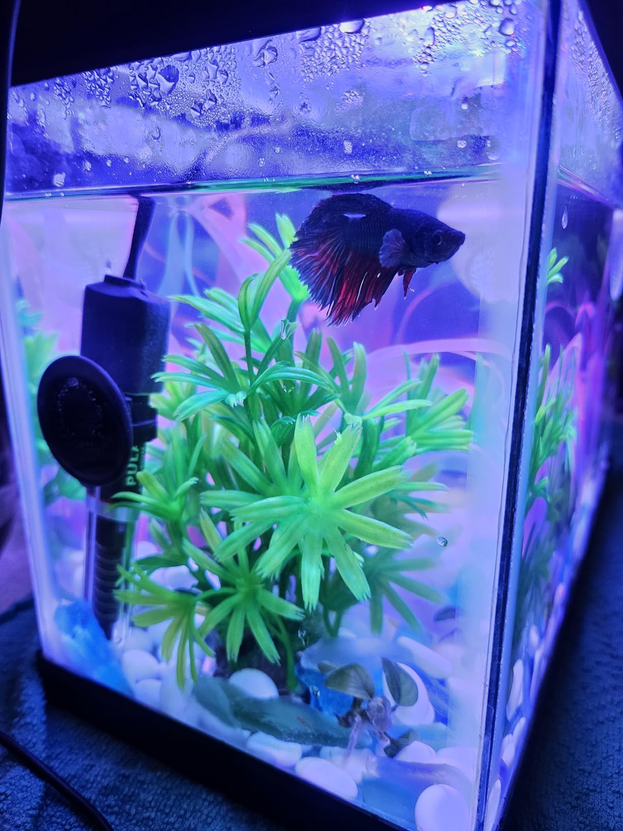 PULACO 25Watt Mini Aquarium Submersible Betta Heater with Free Thermometer Strip for 1-6 Gallon Fish Tanks customer photo 2