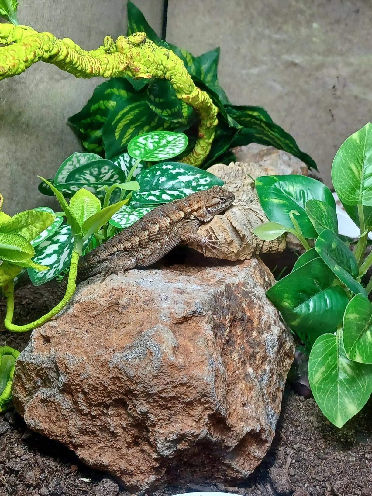 LUCKY HERP UVA UVB Reptile Light 10.0, Desert UVB 150 Compact Fluorescent Lamp, 23W customer photo 2