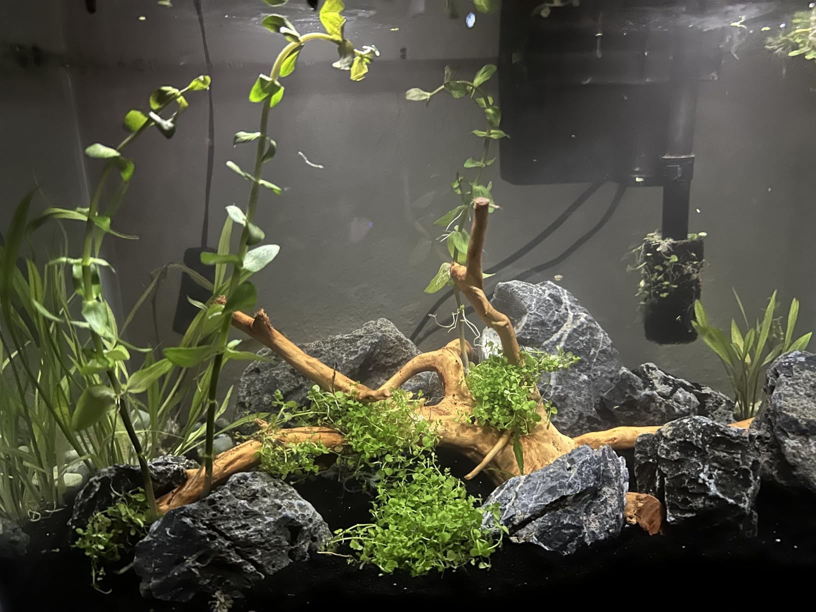 FZONE Pro Series Aquarium Dual Stage CO2 Regulator Adjustable Output Pressure with DC Solenoid and Integrated High Precision Needle Valve and Bubble Counter customer photo 1