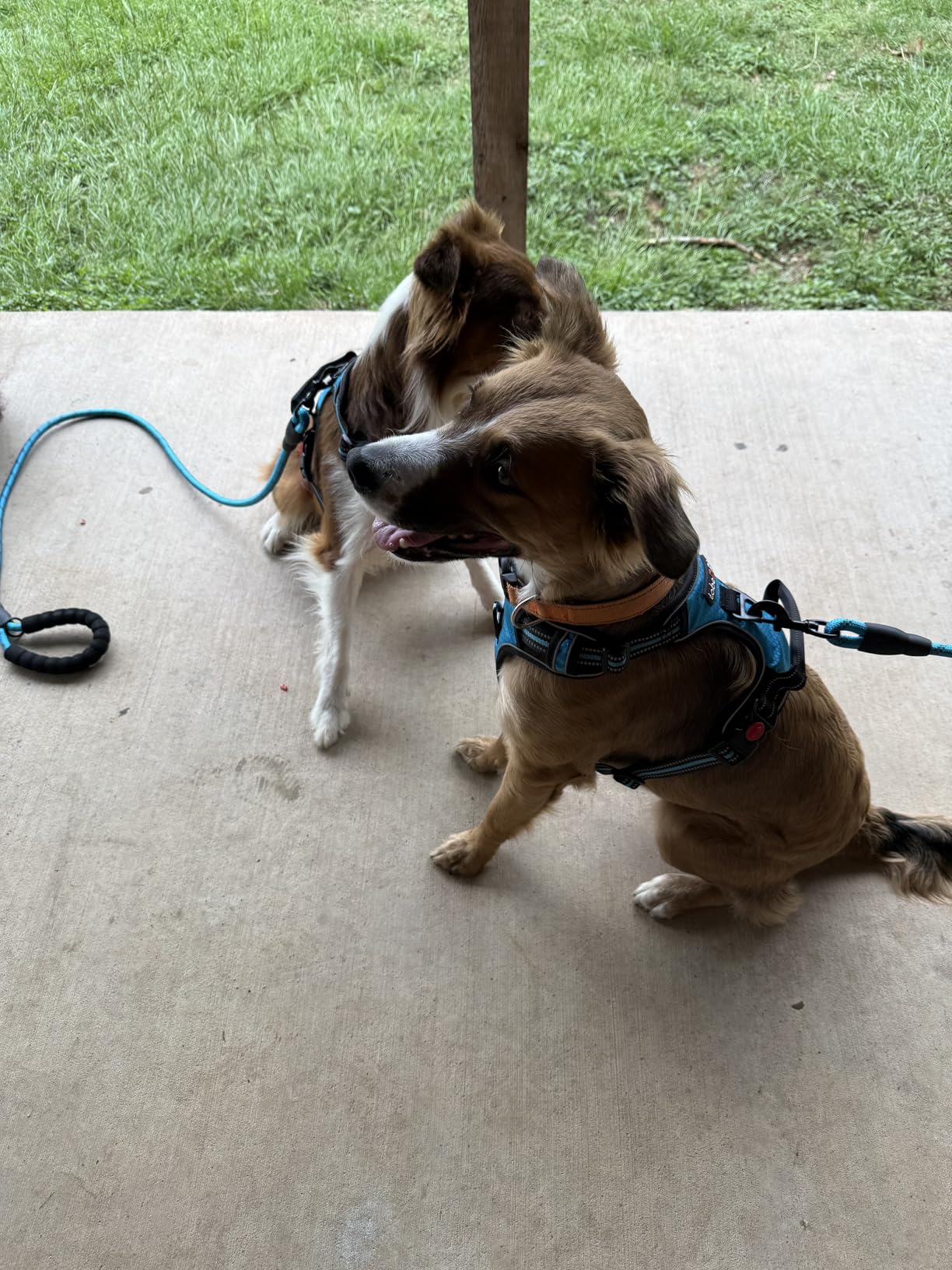 tobeDRI No Pull Dog Harness Adjustable Reflective Oxford Easy Control Medium Large Dog Harness with A Free Heavy Duty 5ft Dog Leash customer photo 1