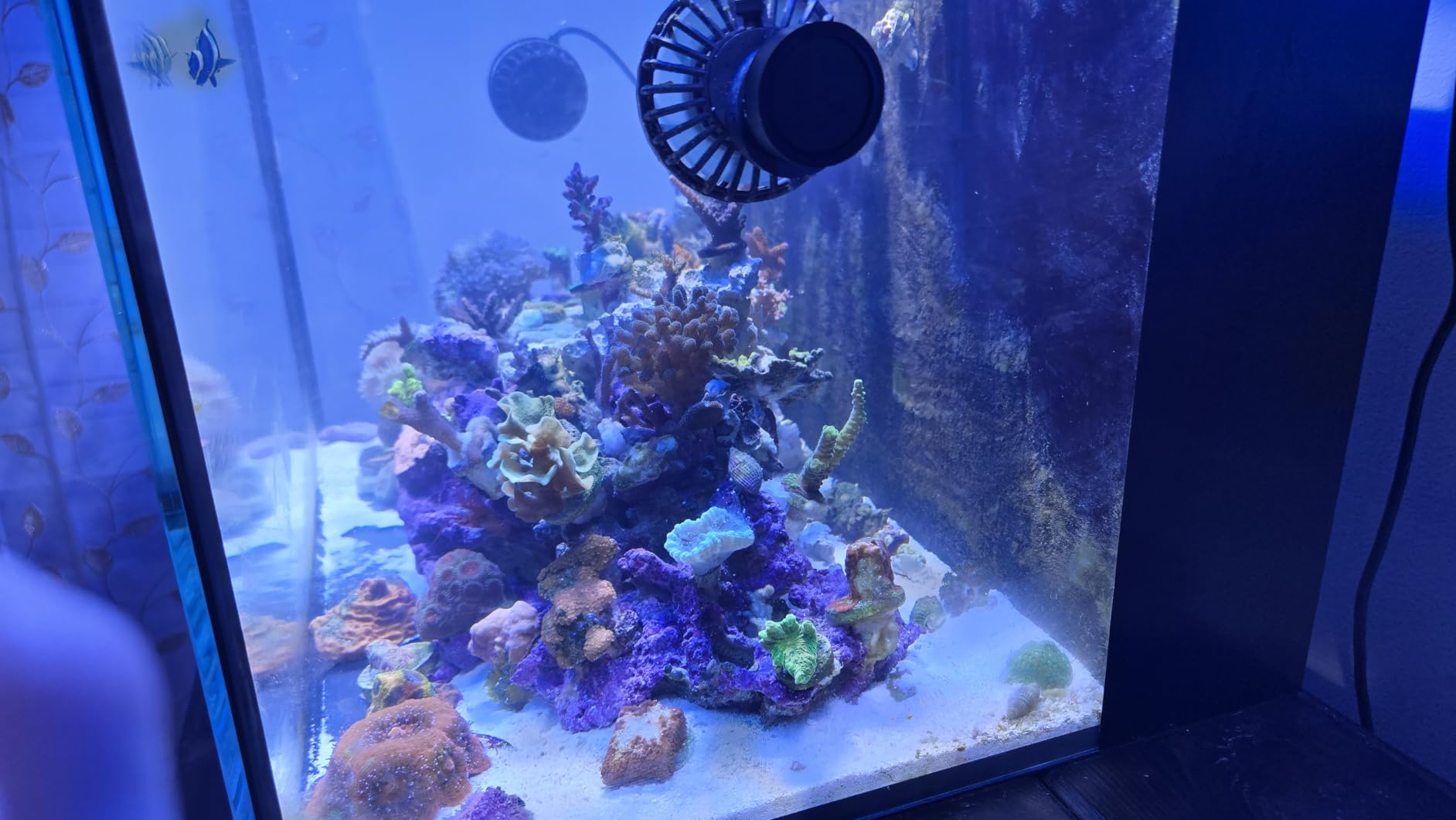 Jebao SLW Wave Maker Flow Pump with Controller for Marine Reef Aquarium (SLW-10, 1065 GPH) customer photo 1