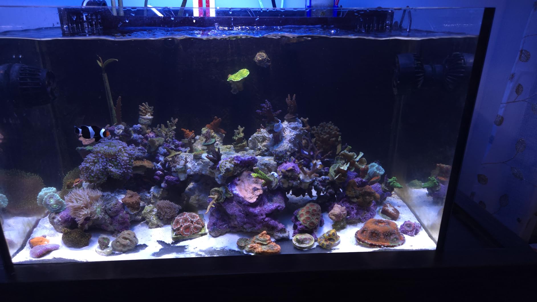 Jebao SLW Wave Maker Flow Pump with Controller for Marine Reef Aquarium (SLW-10, 1065 GPH) customer photo 2