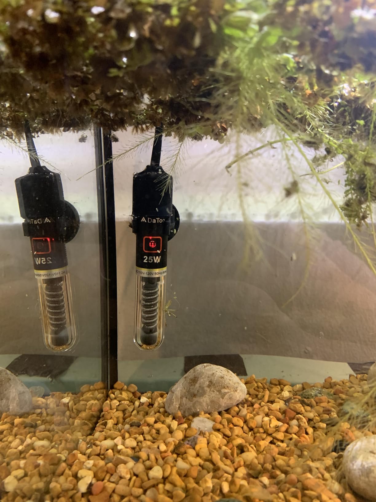 DaToo Mini Aquarium Heater 25W Small Fish Tank Heater 25 Watt with Free Thermometer Sticker customer photo 1