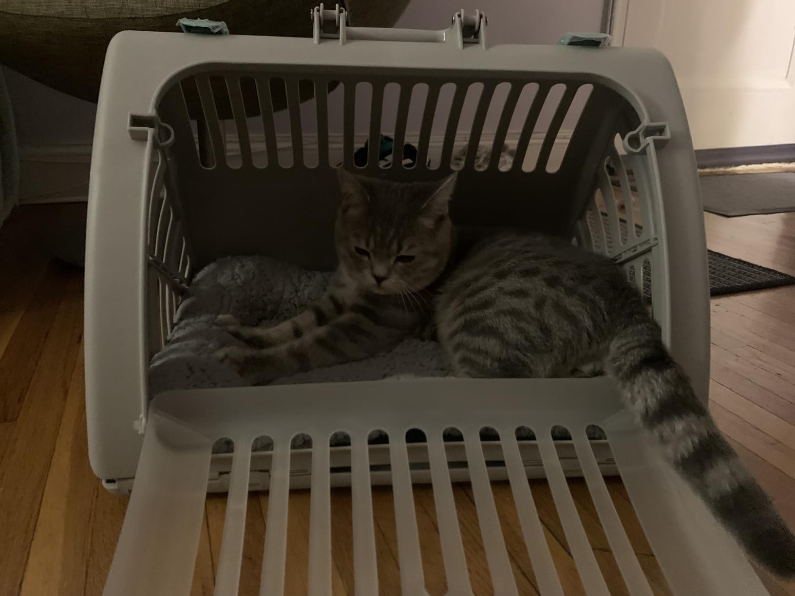 SportPet Large Hard-Sided Travel Cat Carrier - Cat Carrier with Patented Wide Side-Opening Door, Foldable Portable Pet Carrier with Removable Bed for Cats & Small Pets up to 25lbs - Gray customer photo 2