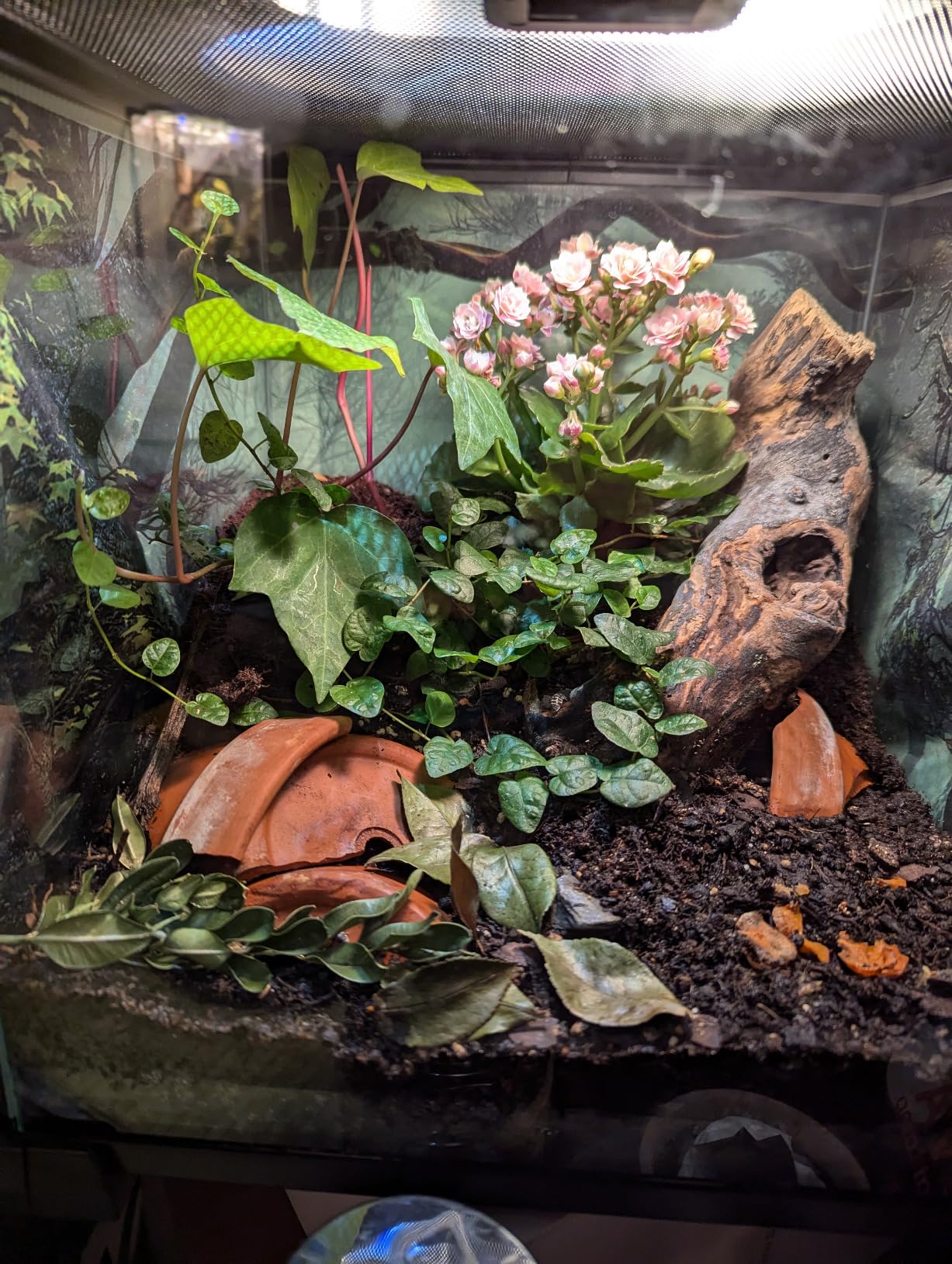 REPTI ZOO Full Glass 15 Gallon Reptile Tank, Medium Reptile Terrarium for Gecko Hermit Crab Hognose Snake etc, Top Screen Ventilation & Feeding customer photo 1