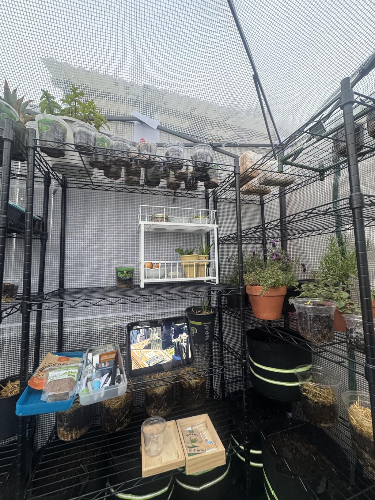EAGLE PEAK 6x4 Portable Walk in Greenhouse, Pop Up Indoor Outdoor Greenhouse, Green House Kit with Zippered Roll-Up Doors and Windows, PE Cover, Clear/Green customer photo 2