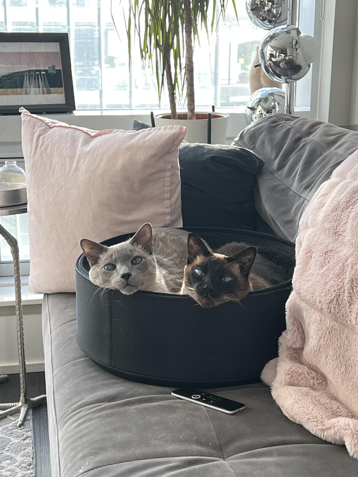 Sleepypod Mobile Pet Bed - Multi-use Travel Pet Bed, Crash-Tested Car Seat, & Carrier for Dogs and Cats up to 15 Pounds customer photo 1