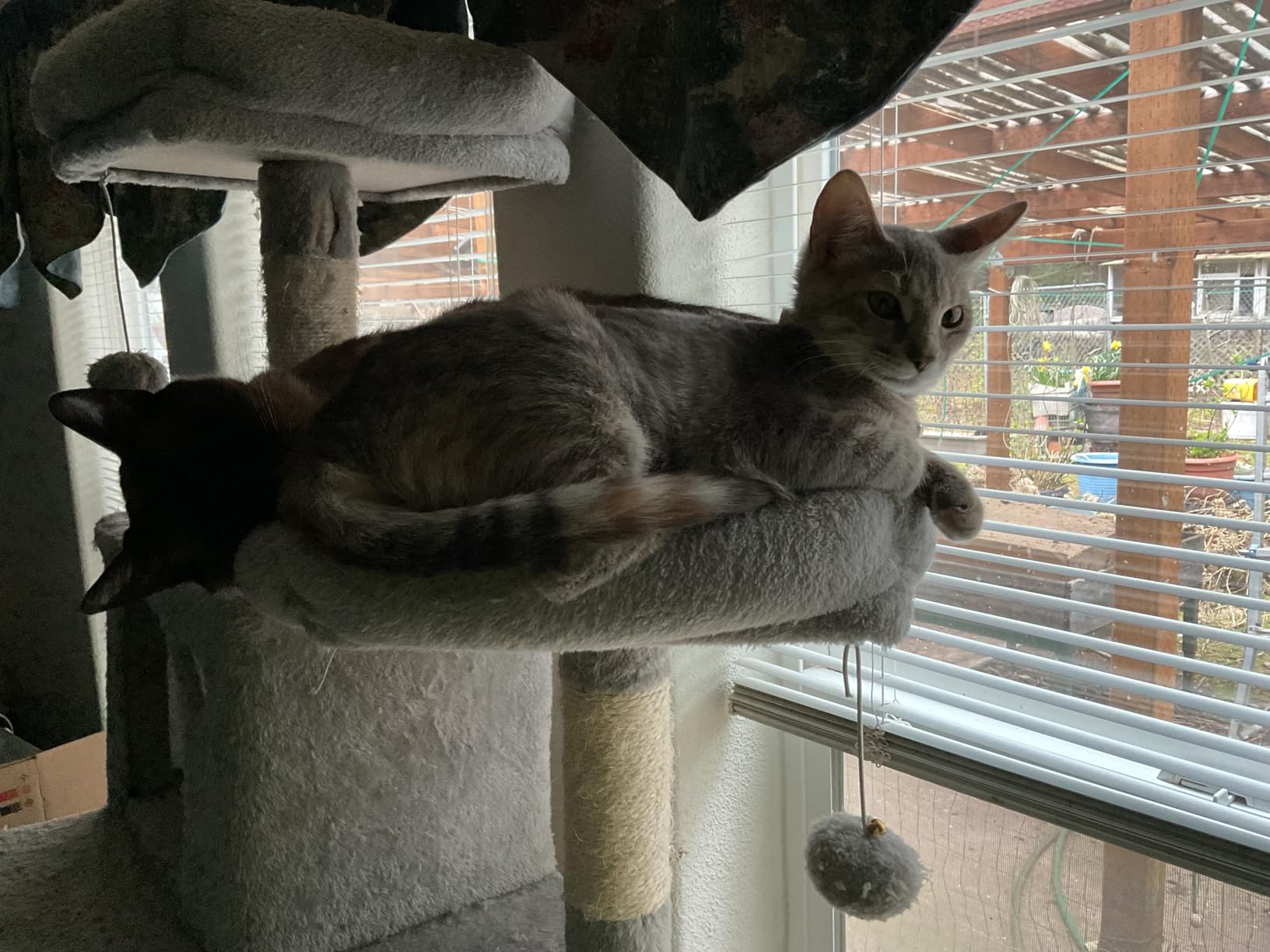 Feandrea Cat Tree, 81.1-Inch Large Cat Tower, Multi-Level Plush Condo with 13 Scratching Posts, 2 Perches, 2 Caves, Basket, Hammock, Pompoms, Light Gray UPCT190W01 customer photo 1