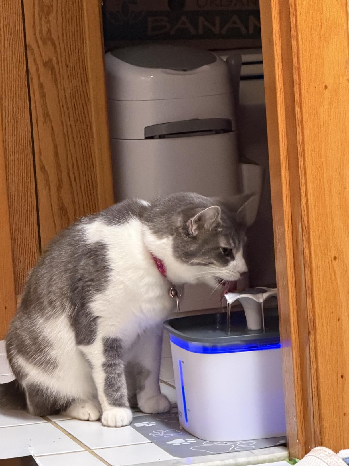 Veken Innovation Award Winner 95oz/2.8L Pet Fountain, Automatic Cat Water Fountain Dog Water Dispenser with Replacement Filters for Cats, Dogs, Multiple Pets (Grey, Plastic) customer photo 1