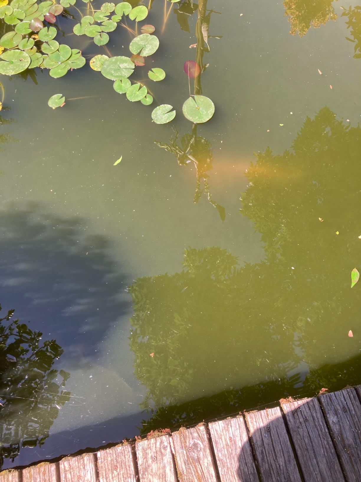 Jebao PU-36 Pond and Aquarium Clarifier, 36-watt customer photo 1