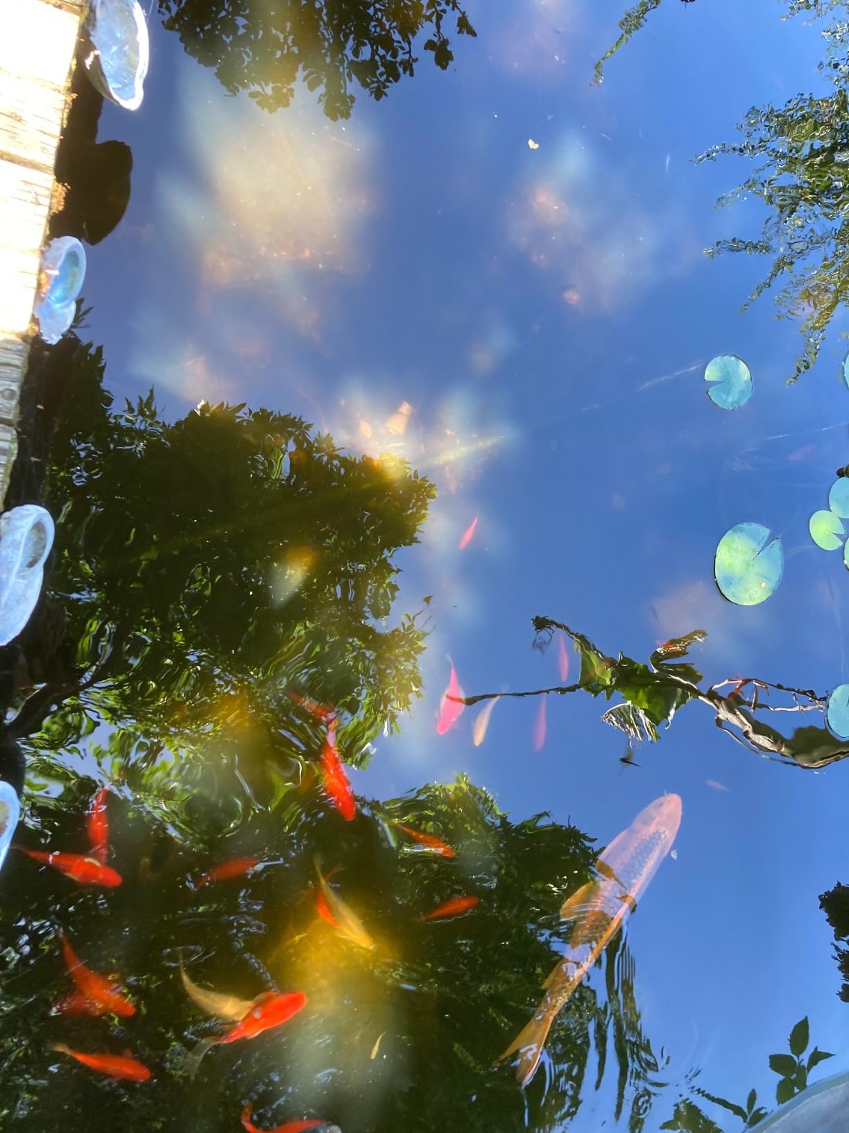 Jebao PU-36 Pond and Aquarium Clarifier, 36-watt customer photo 2