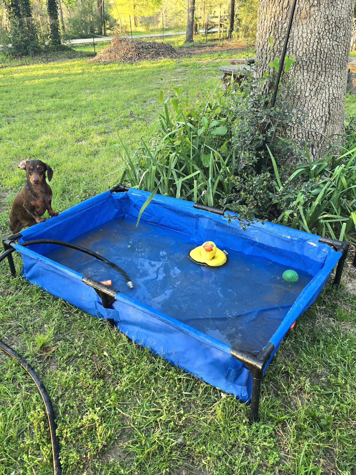 K&H Pet Products Portable Dog Pool & Pet Bath for Dogs and Puppies, Swimming Pool for Large Pets, Heavy Duty Liner with Metal Frame, Easy Drain Plug, Foldable - Large 42 X 30 X 7in Chill Blue customer photo 1