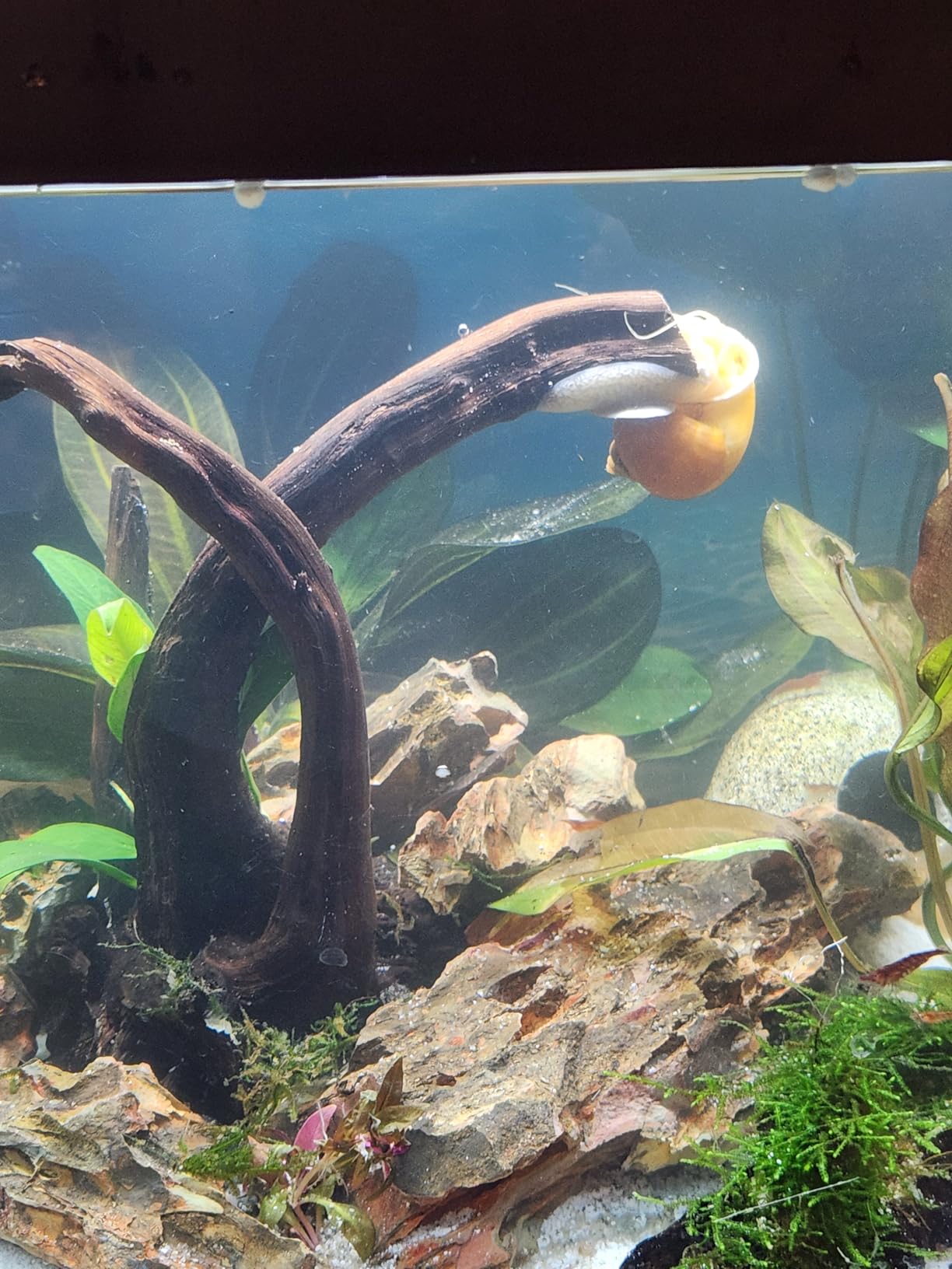 WDEFUN 3 PCS Natural Driftwood for Aquarium Decor, 7-11