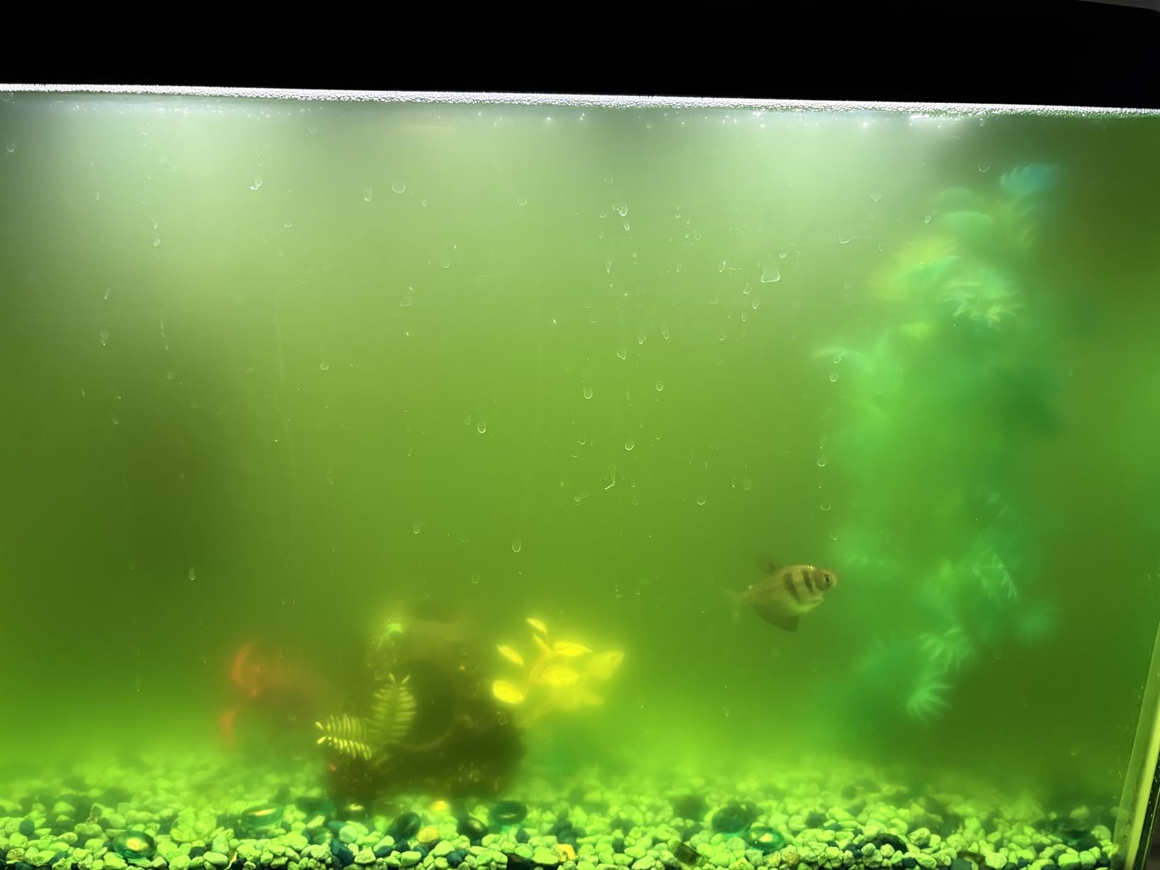 AA GKM3W Mini Internal UV Sterilizer for Aquariums customer photo 1