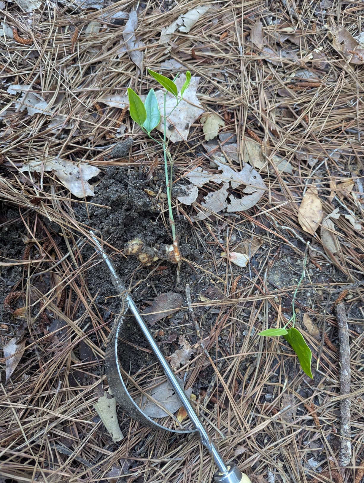 Grampa's Hand Weeder Tool - The Perfect Lightweight Easy to Use Weed Puller Tool for Garden - Durable Unique Lever Design with V-Shaped Forks Allows for Easy Removal of Weeds & Their Roots customer photo 1