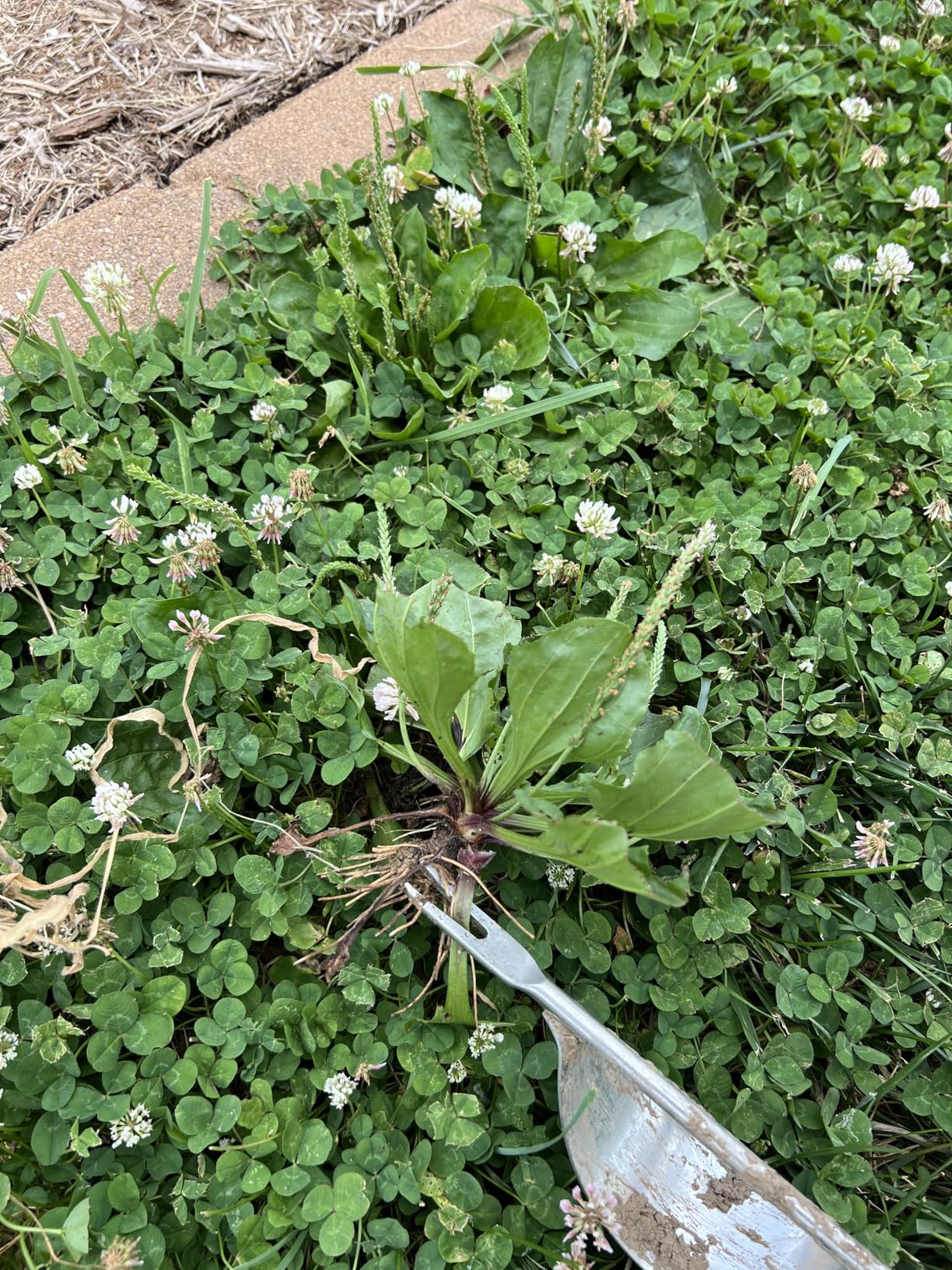 Grampa's Hand Weeder Tool - The Perfect Lightweight Easy to Use Weed Puller Tool for Garden - Durable Unique Lever Design with V-Shaped Forks Allows for Easy Removal of Weeds & Their Roots customer photo 2