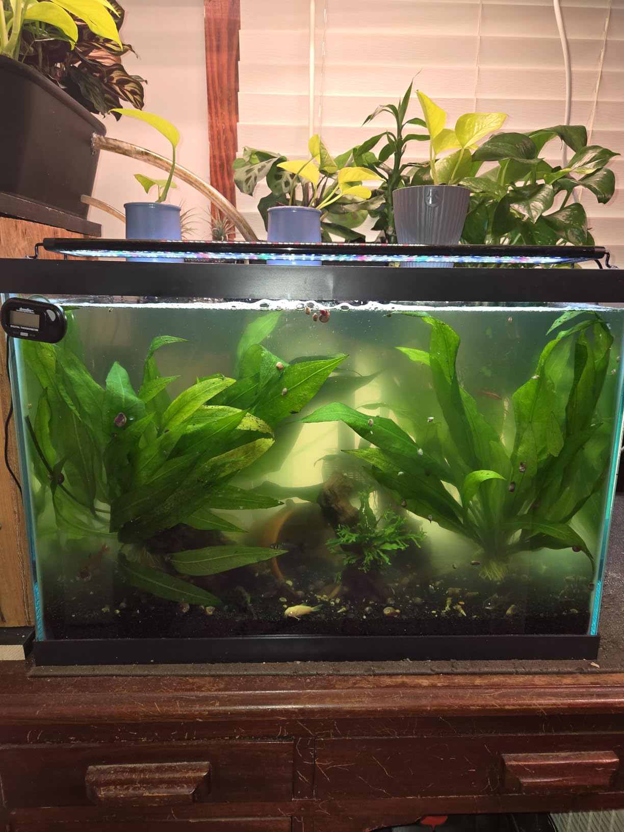AA GKM9W Internal UV for Aquariums up to 50Ga,Black customer photo 1